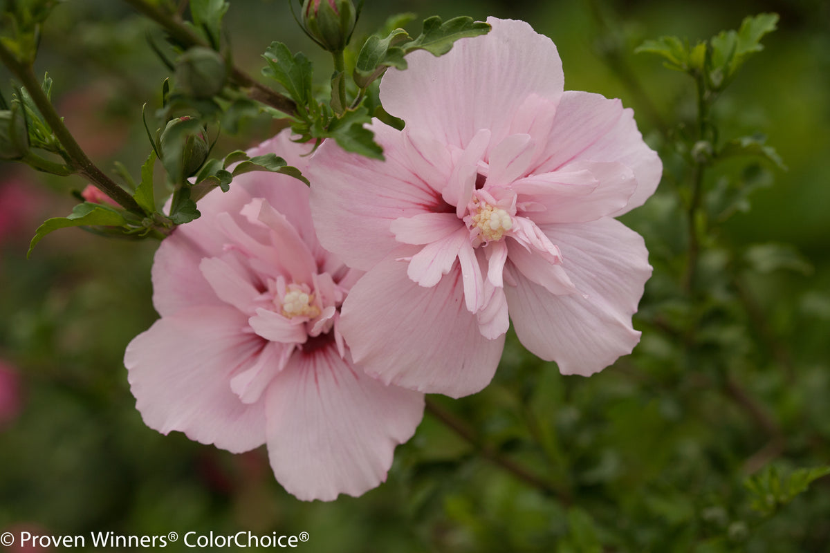 Pink Chiffon® Rose of Sharon