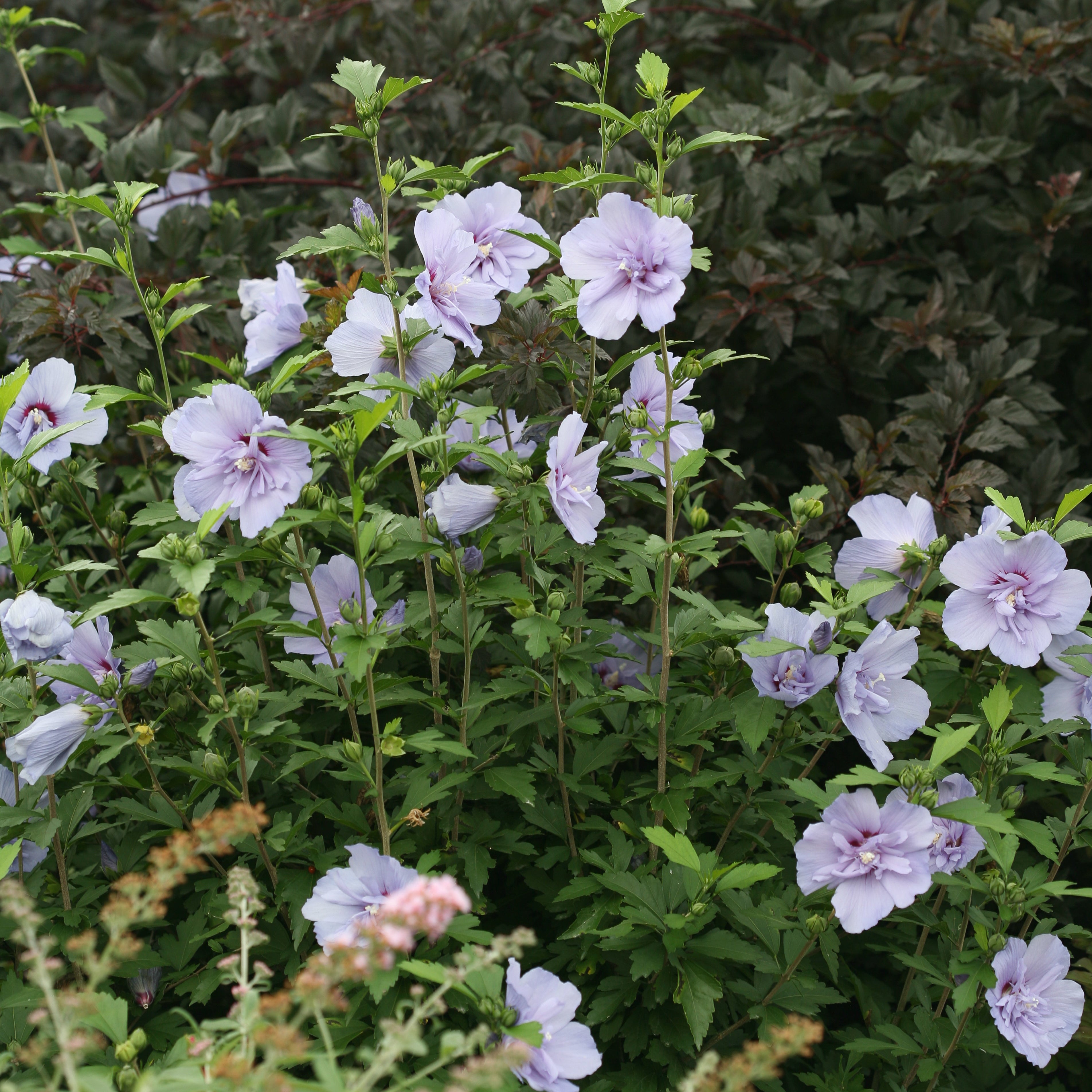 lavender chiffon plant Blue Chiffon® Rose of Sharon