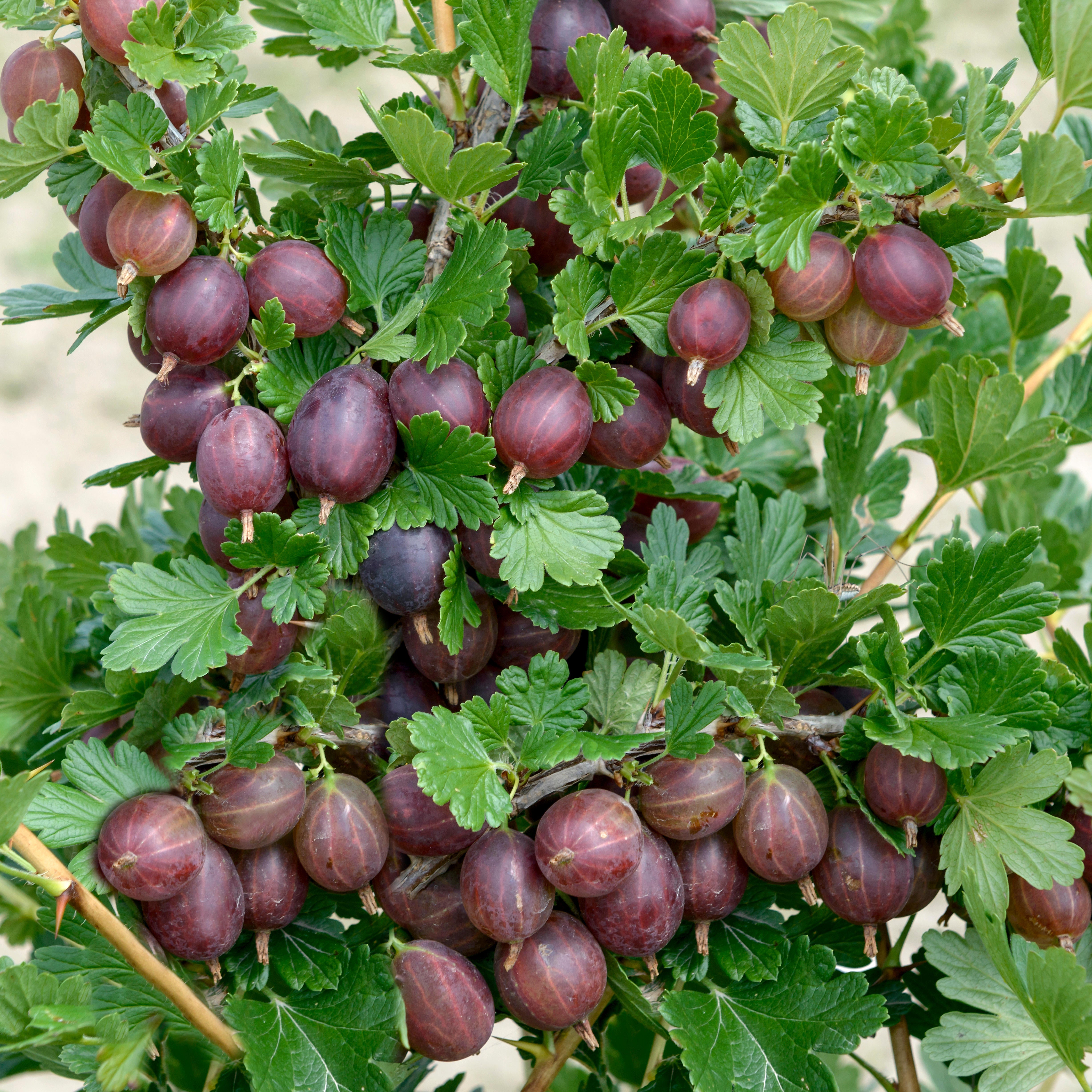 Hinnonmaki Red Gooseberry