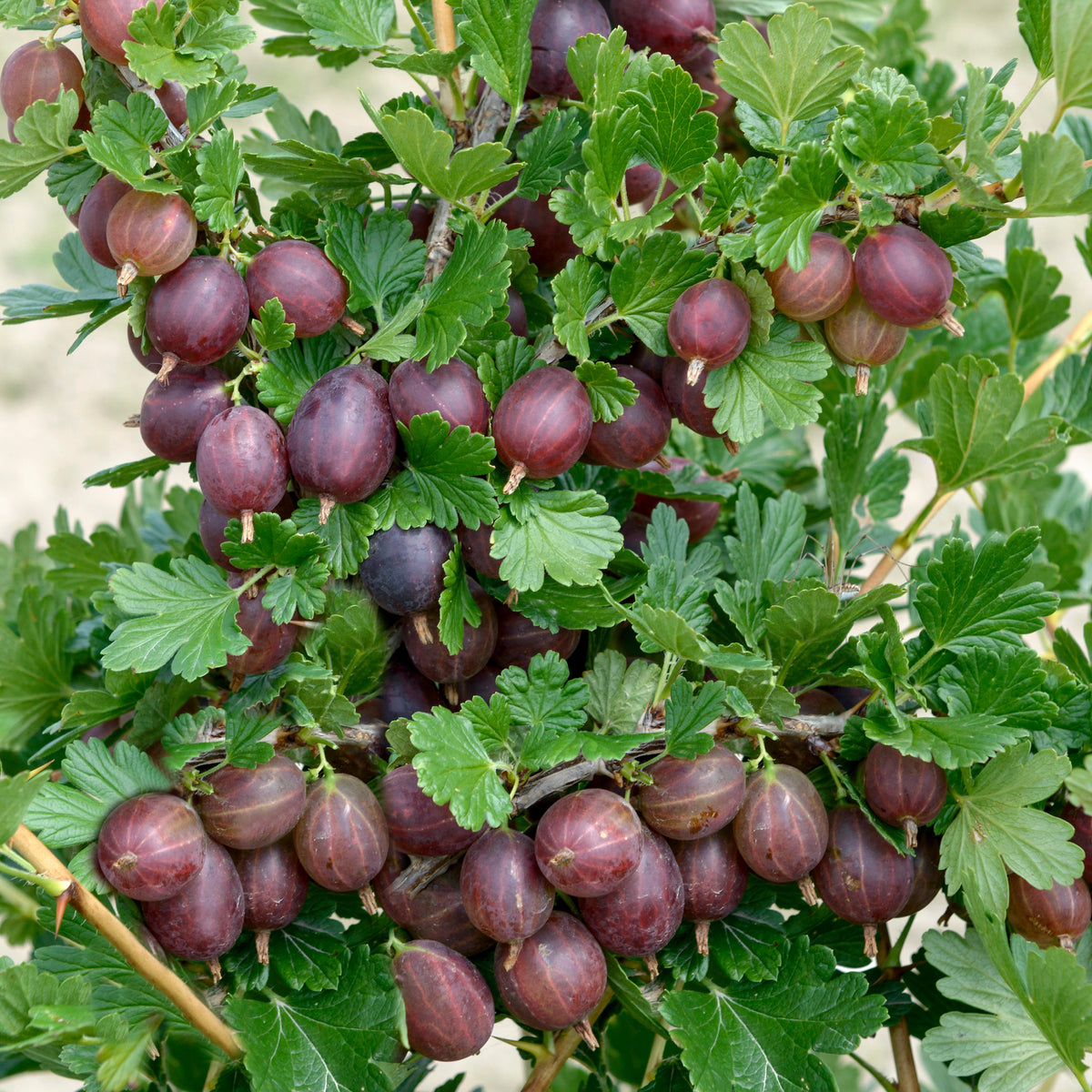 Hinnonmaki Red Gooseberry