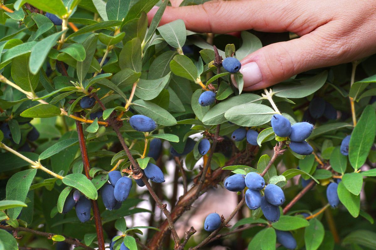 Indigo Gem Honeyberry (Haskap)