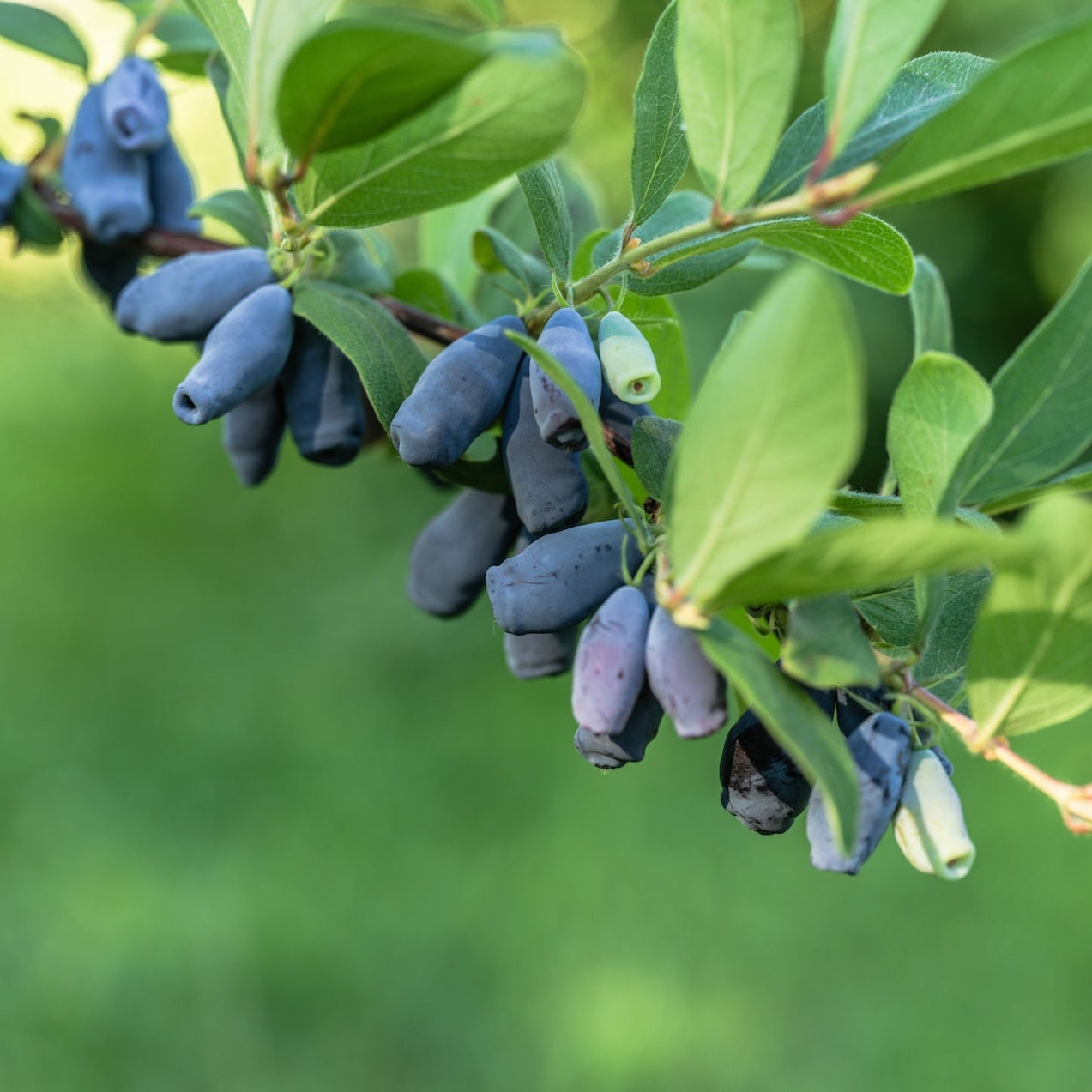 Indigo Treat Honeyberry (Haskap)