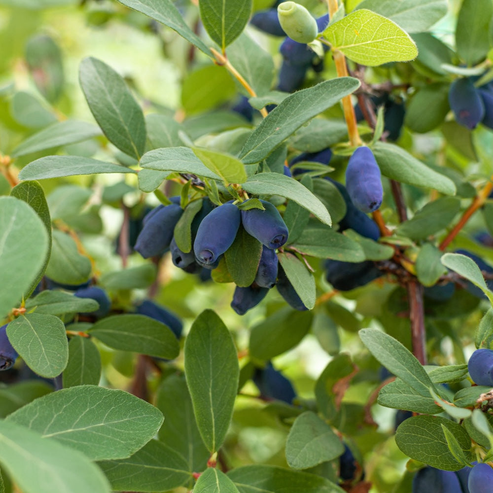 Indigo Treat Honeyberry (Haskap)