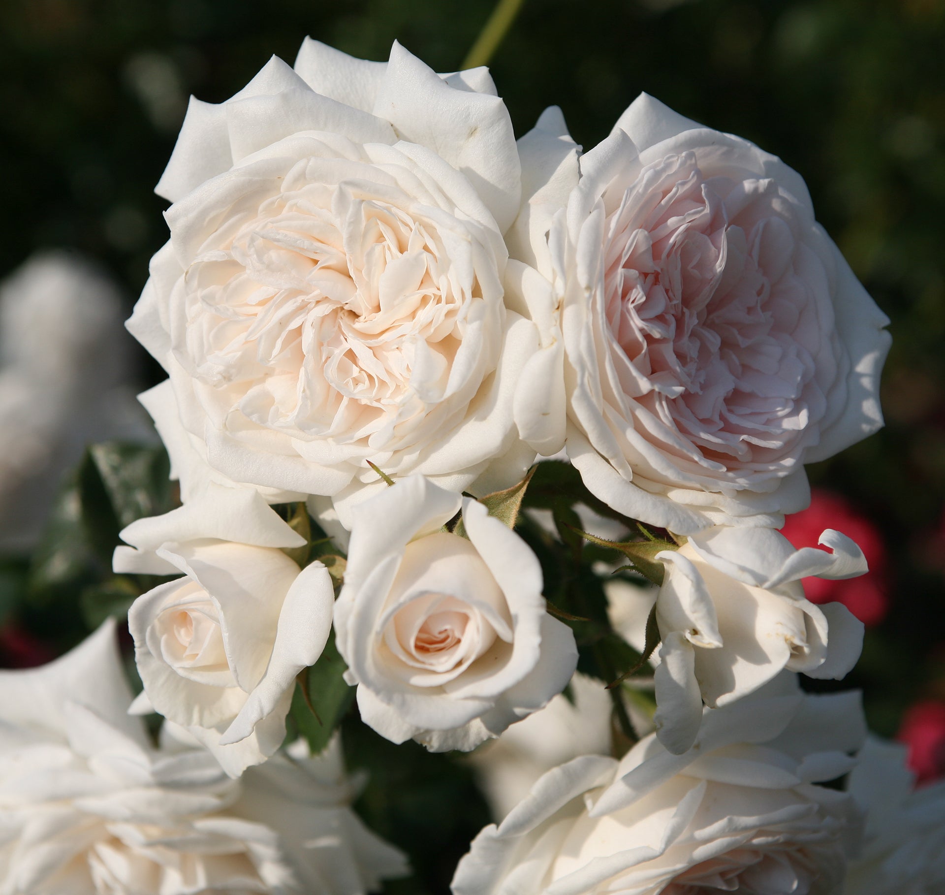 Arborose® Honeymoon™ Climbing Rose