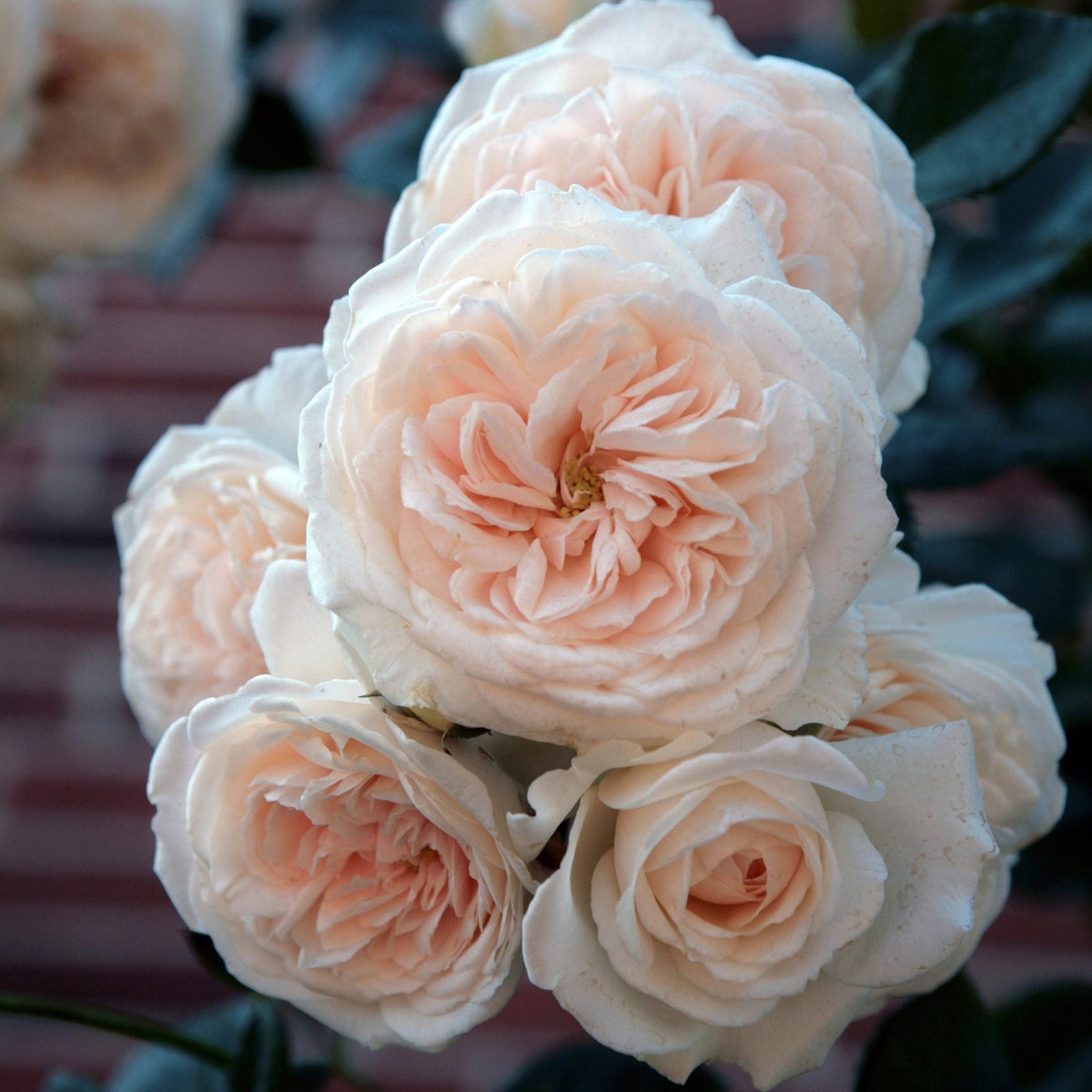 Arborose® Honeymoon™ Climbing Rose