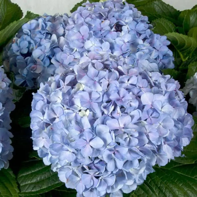 &#39;Big Daddy&#39; Hydrangea