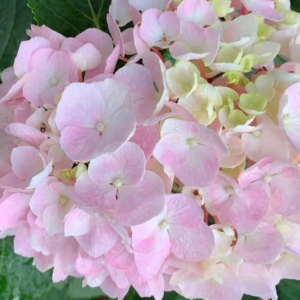Hydrangea Onyx™ Flamingo
