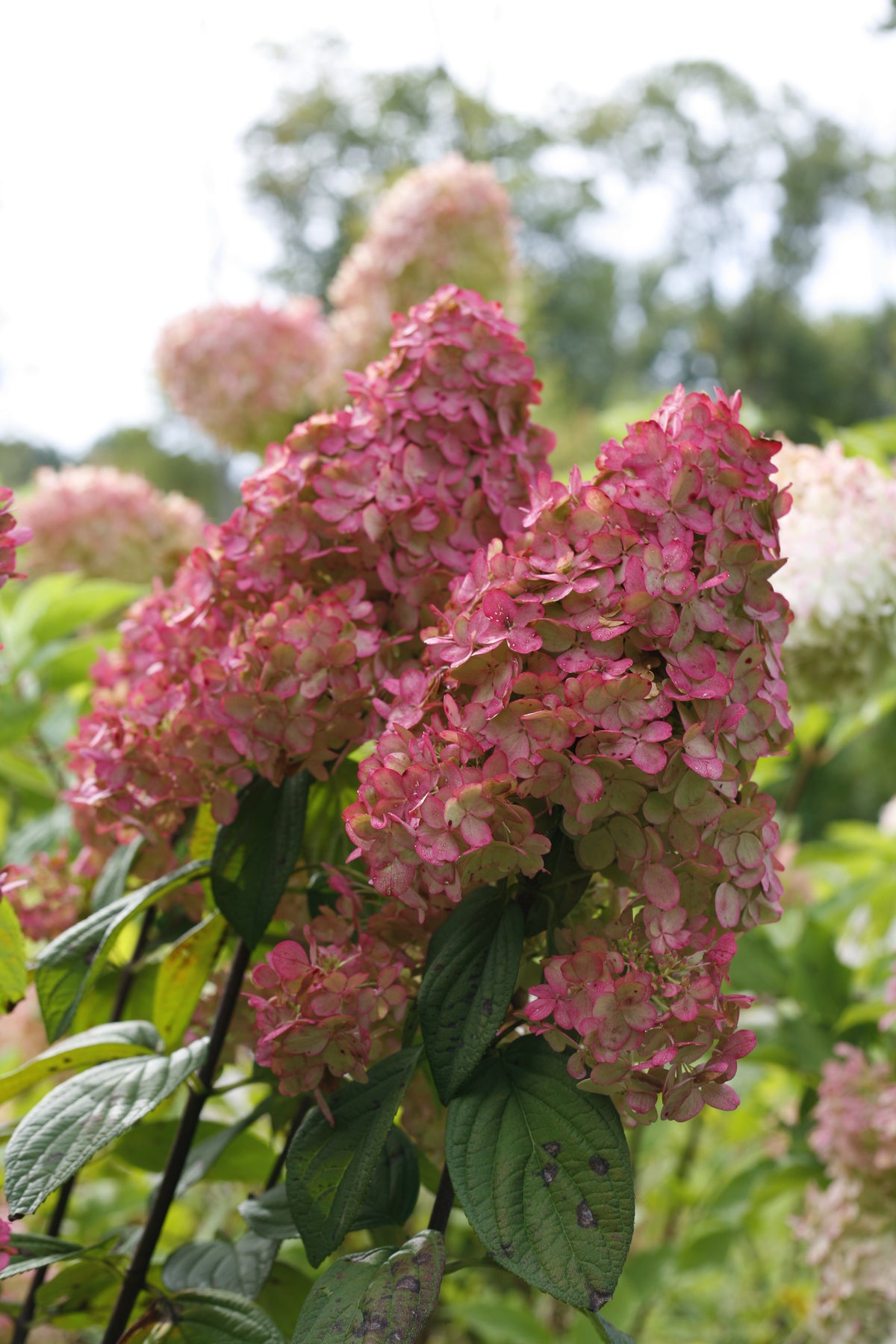Fire Light® Panicle Hydrangea