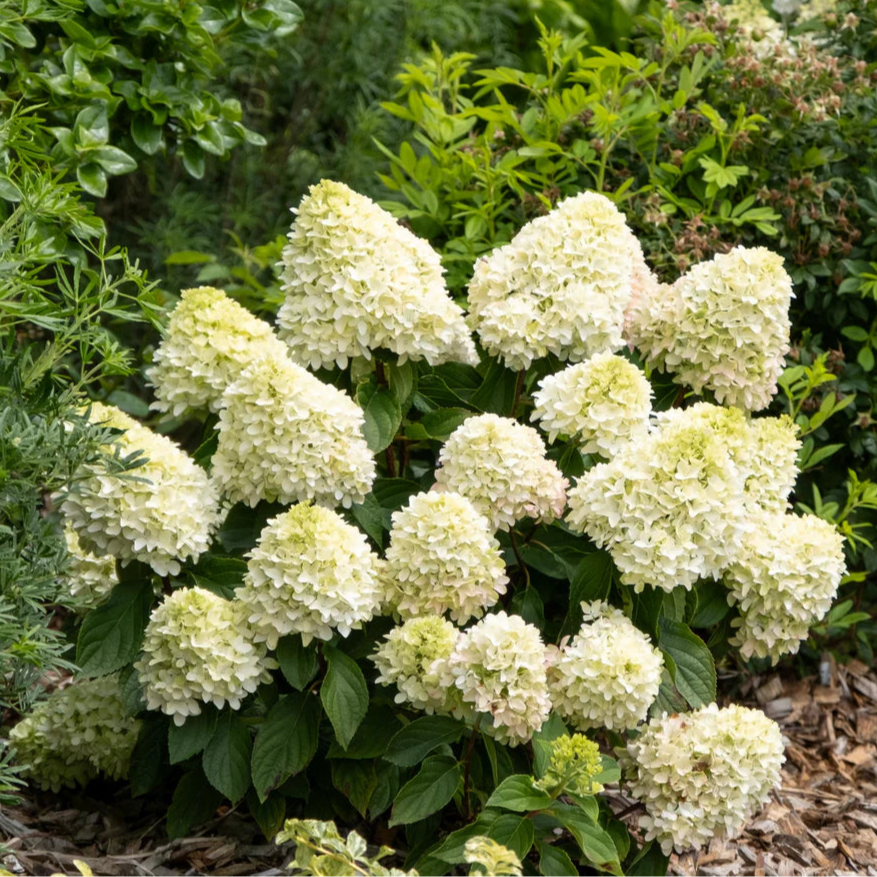 Little Fresco Hydrangea