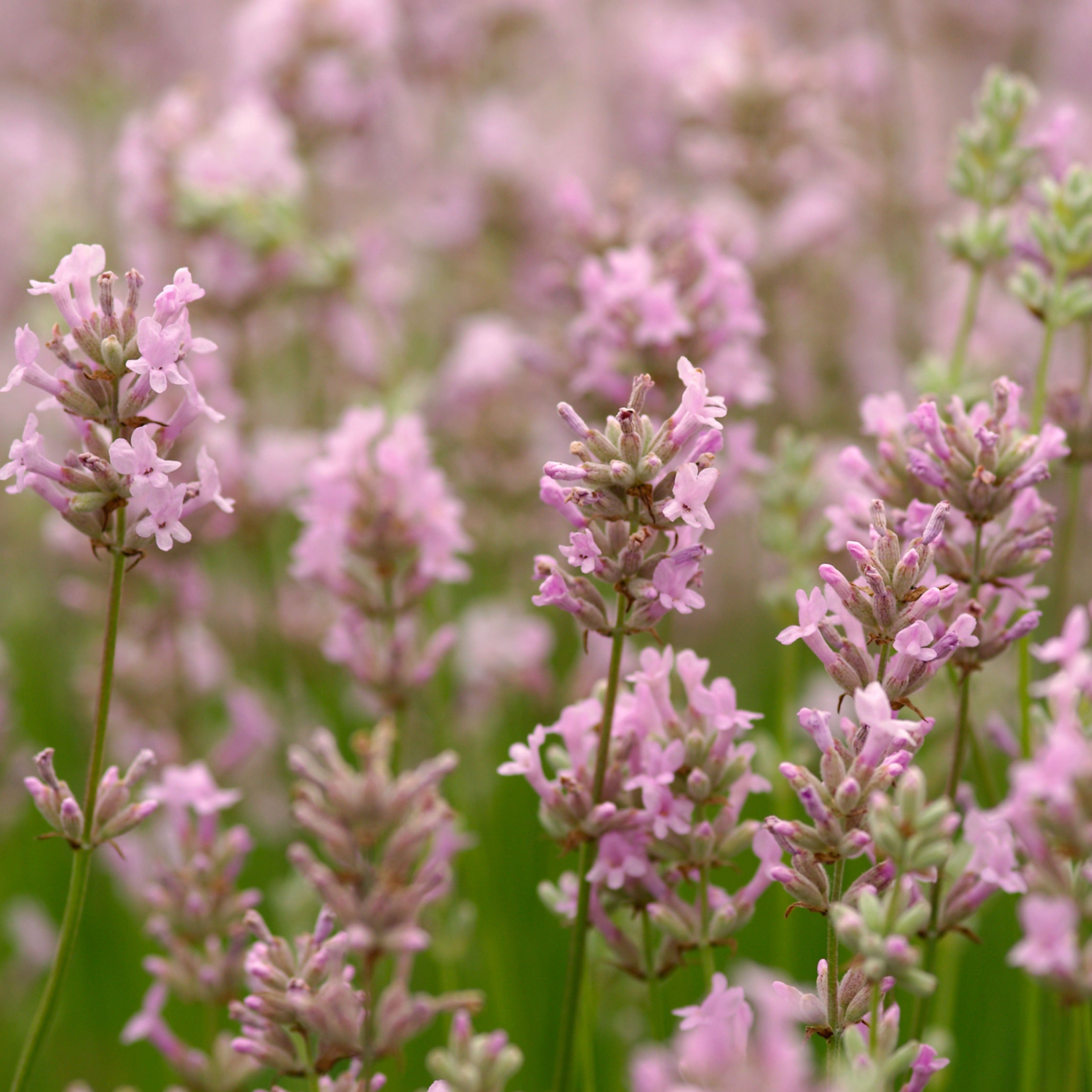 pink lavender plant English Lavender 'Rosea'