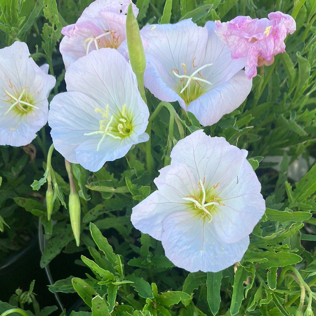 primrose sonnensegel Siskiyou Pink Evening Primrose