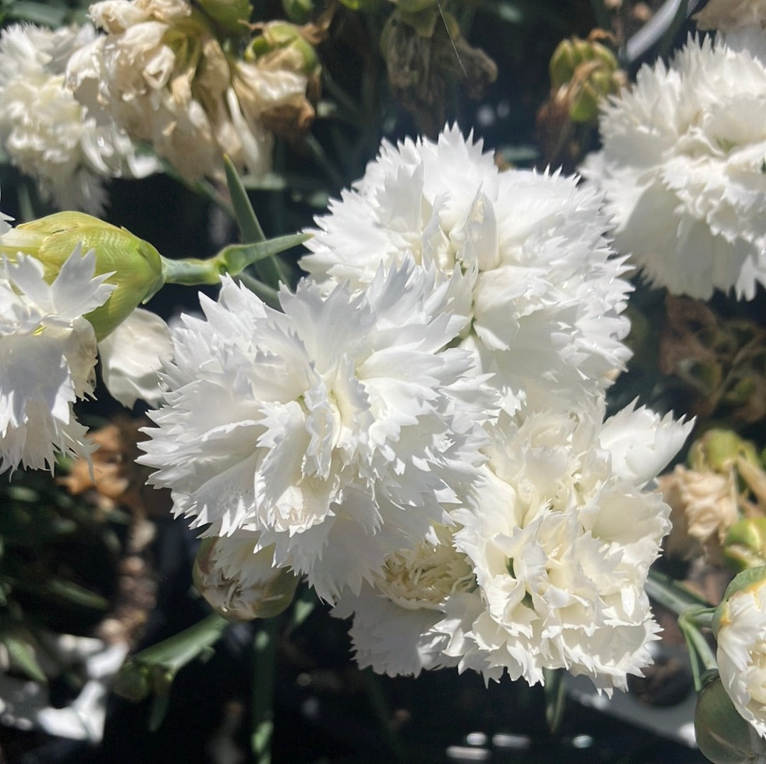 Dianthus ‘Early Bird Frosty’