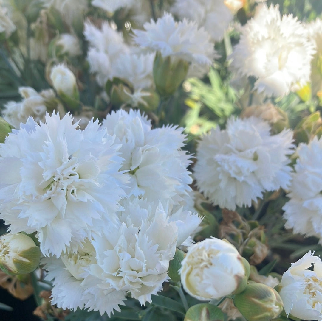 Dianthus ‘Early Bird Frosty’