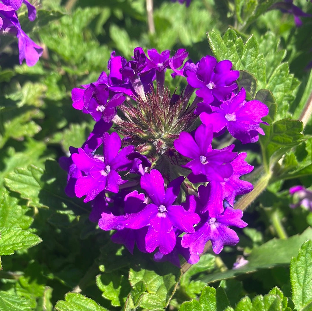 Verbena &#39;Homestead Purple&#39;