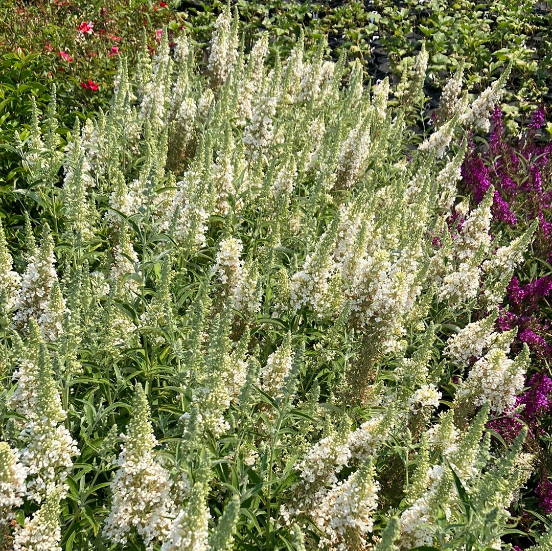 Buzz® Ivory Butterfly Bush