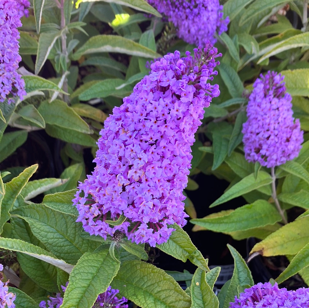 Pugster® Amethyst Butterfly Bush