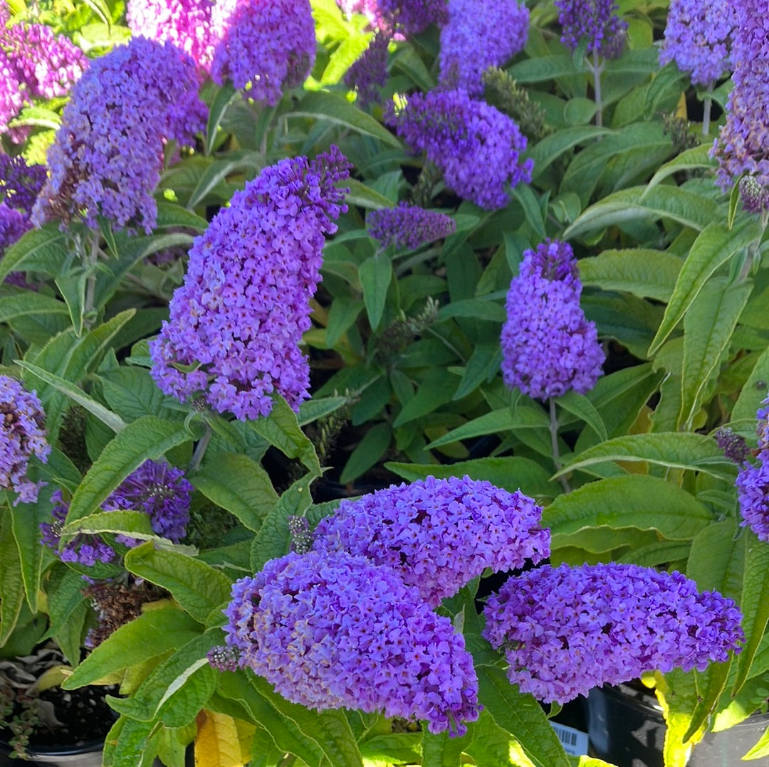 Pugster® Amethyst Butterfly Bush