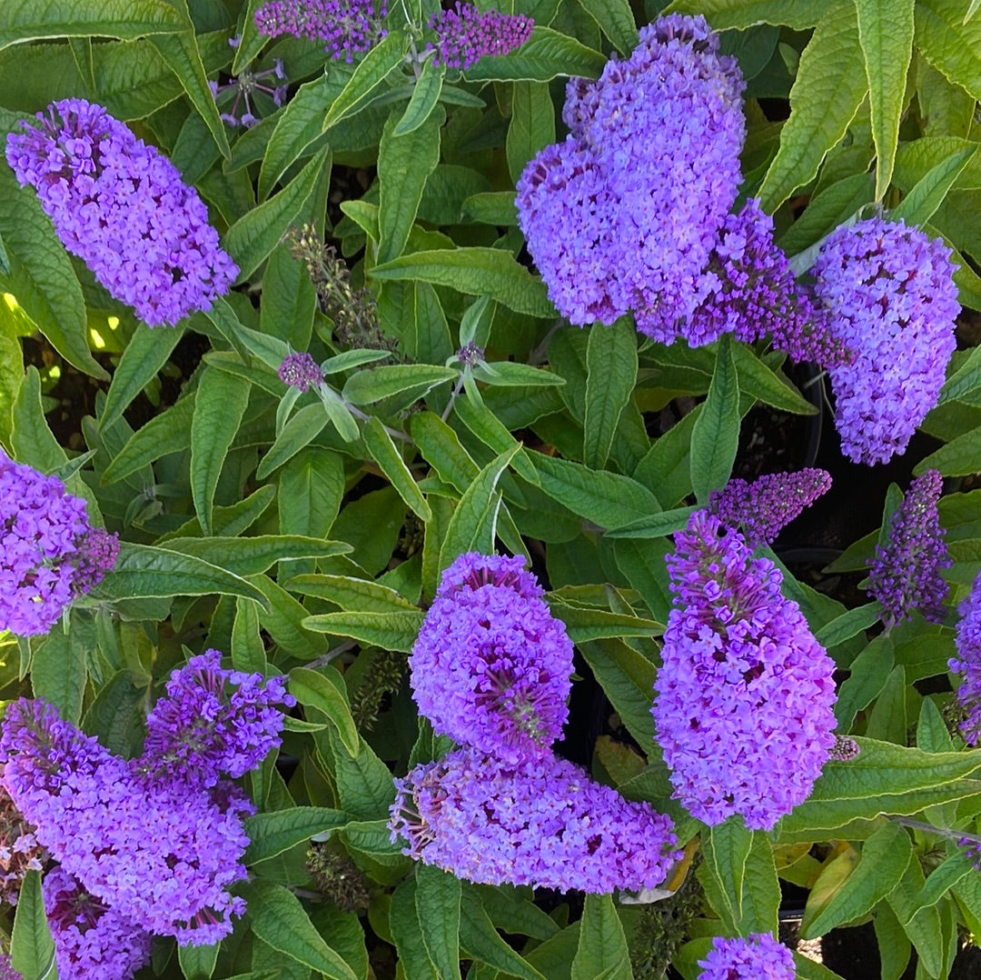 Pugster® Amethyst Butterfly Bush