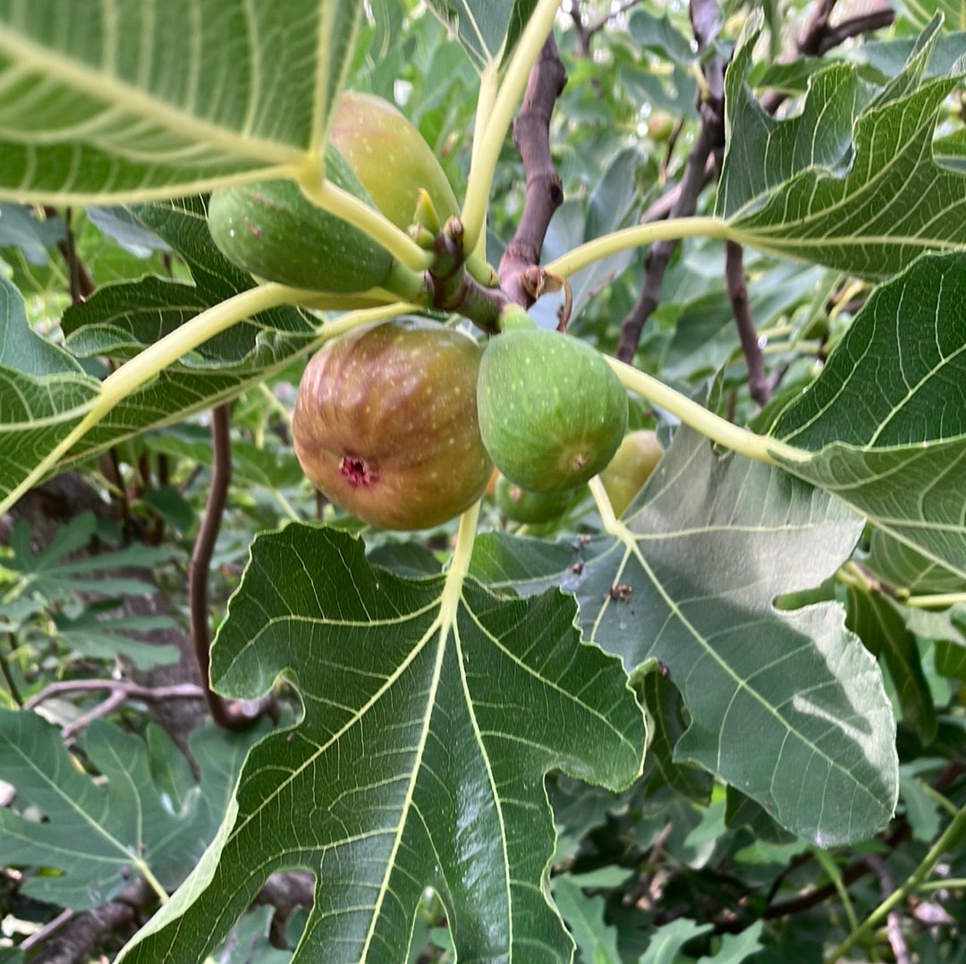 Chicago Hardy Fig
