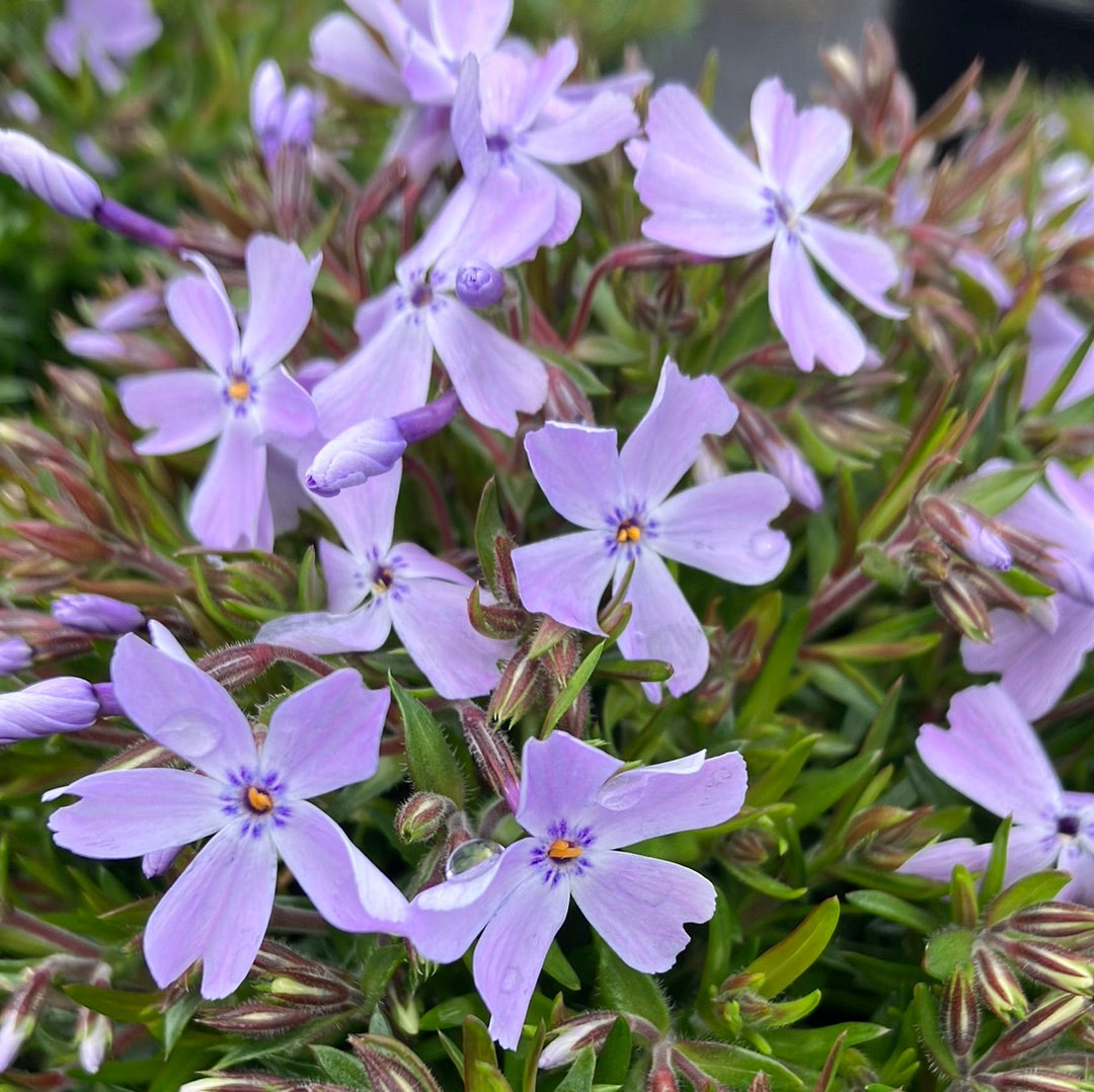 Phlox 'Emerald Blue'