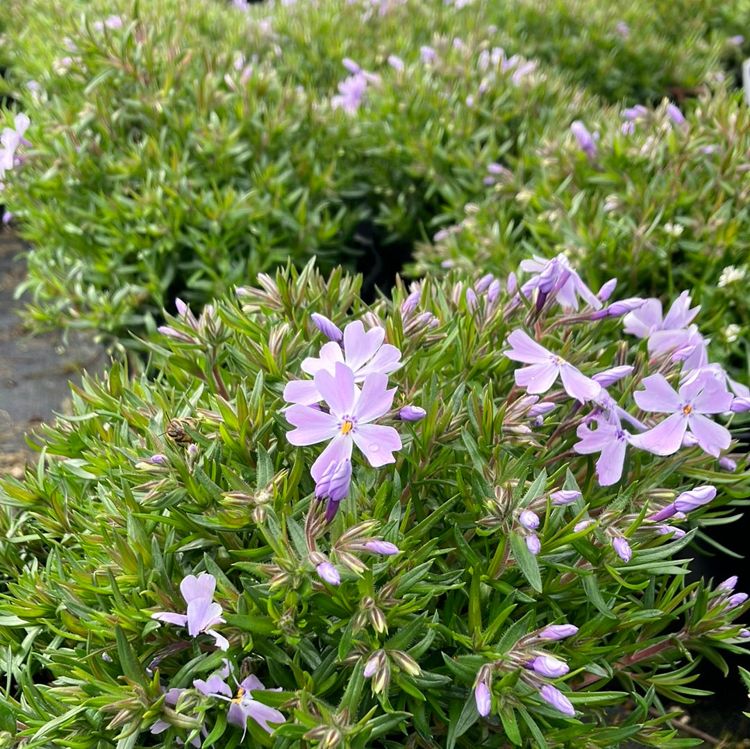 Phlox 'Emerald Blue'