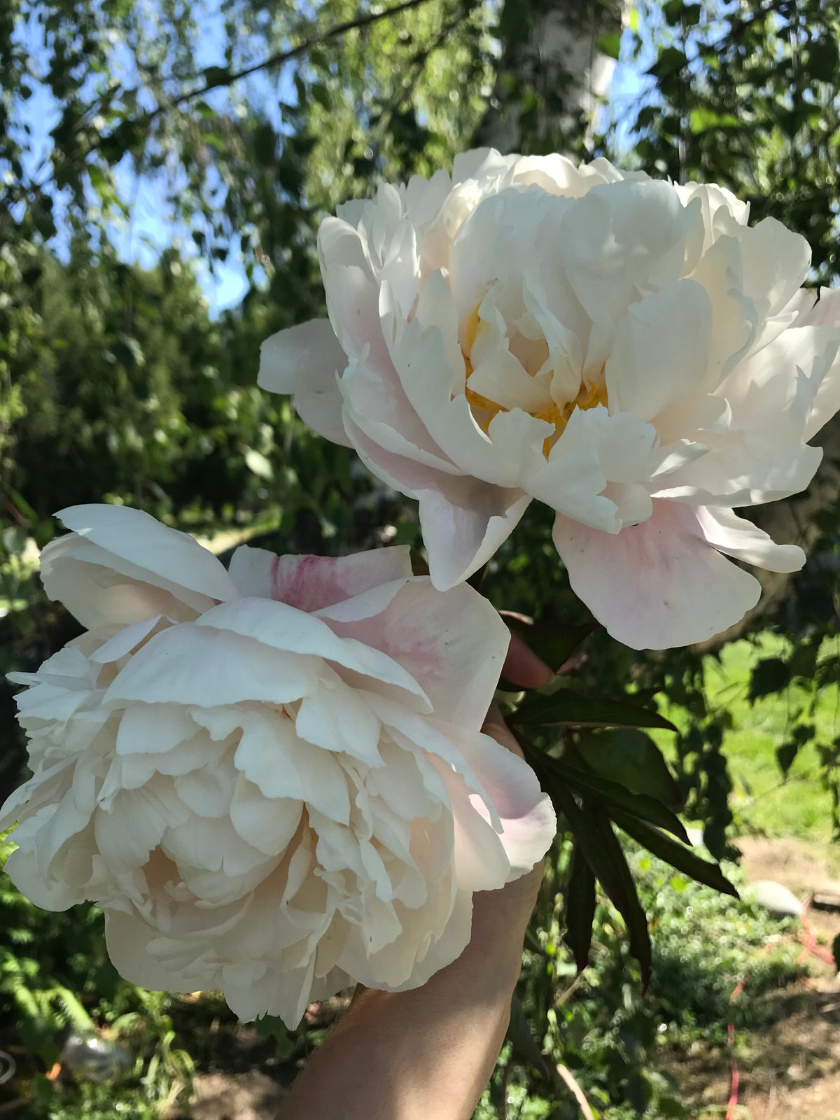 Peony ‘Gardenia White’