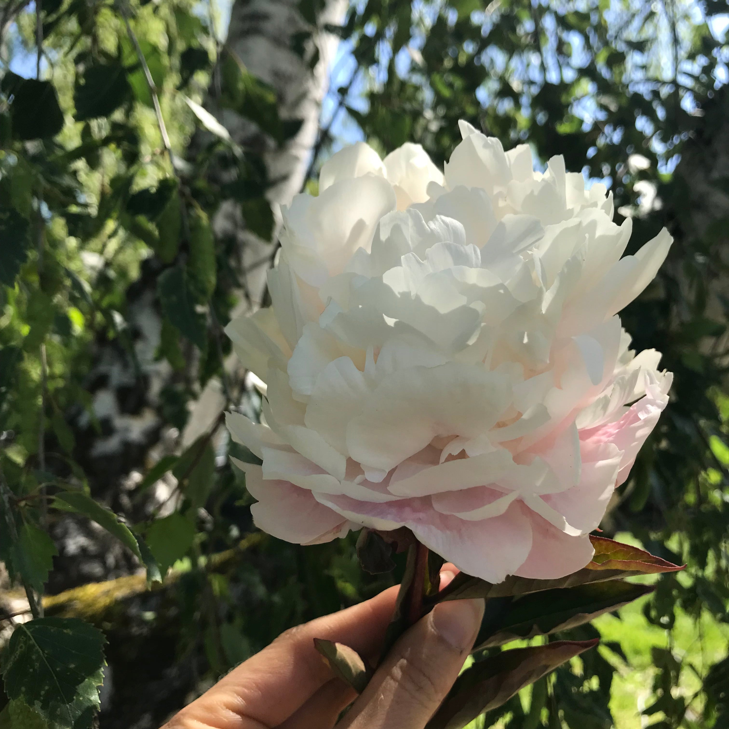 Peony ‘Gardenia White’ (Bare Root)