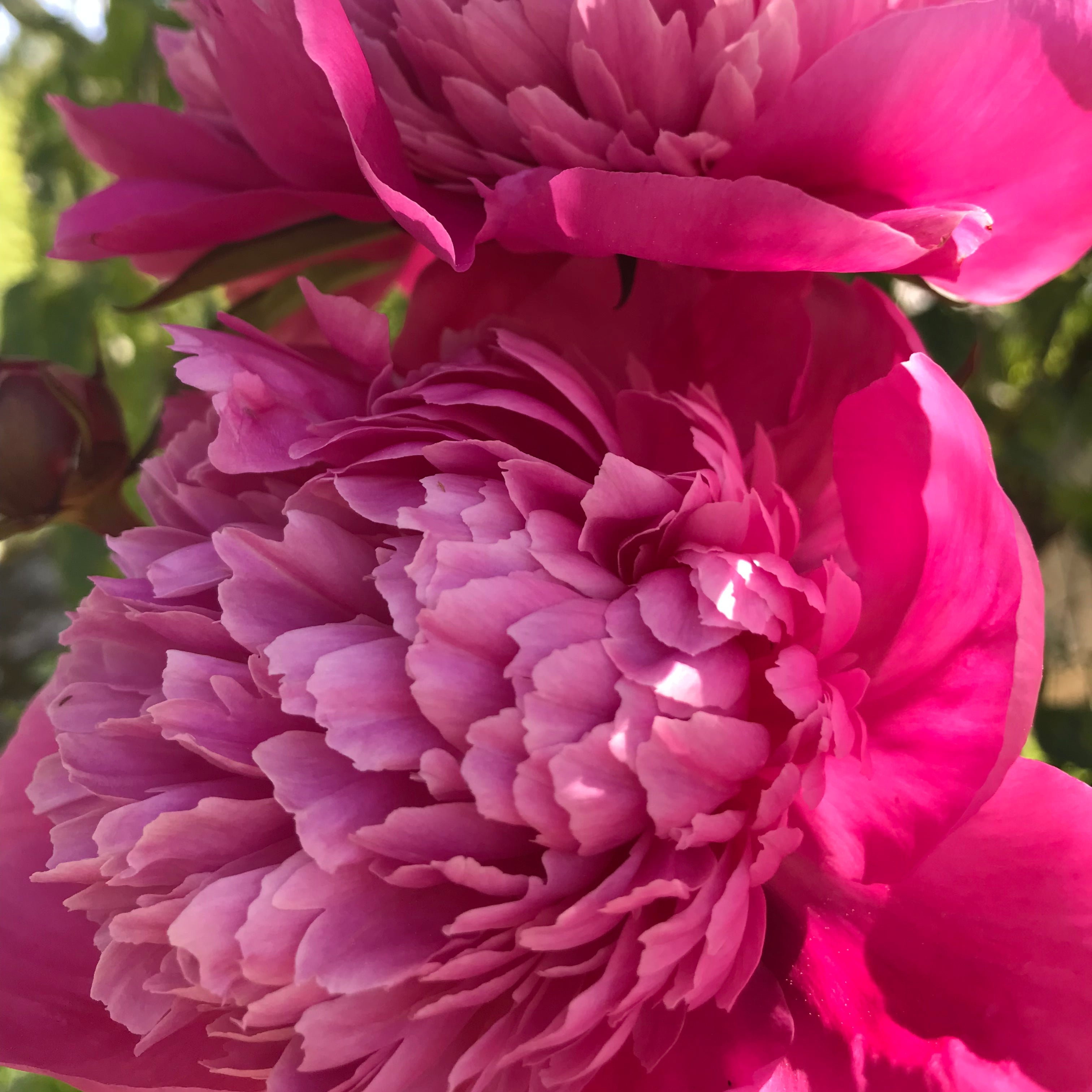 Peony ‘Edulis Superba’