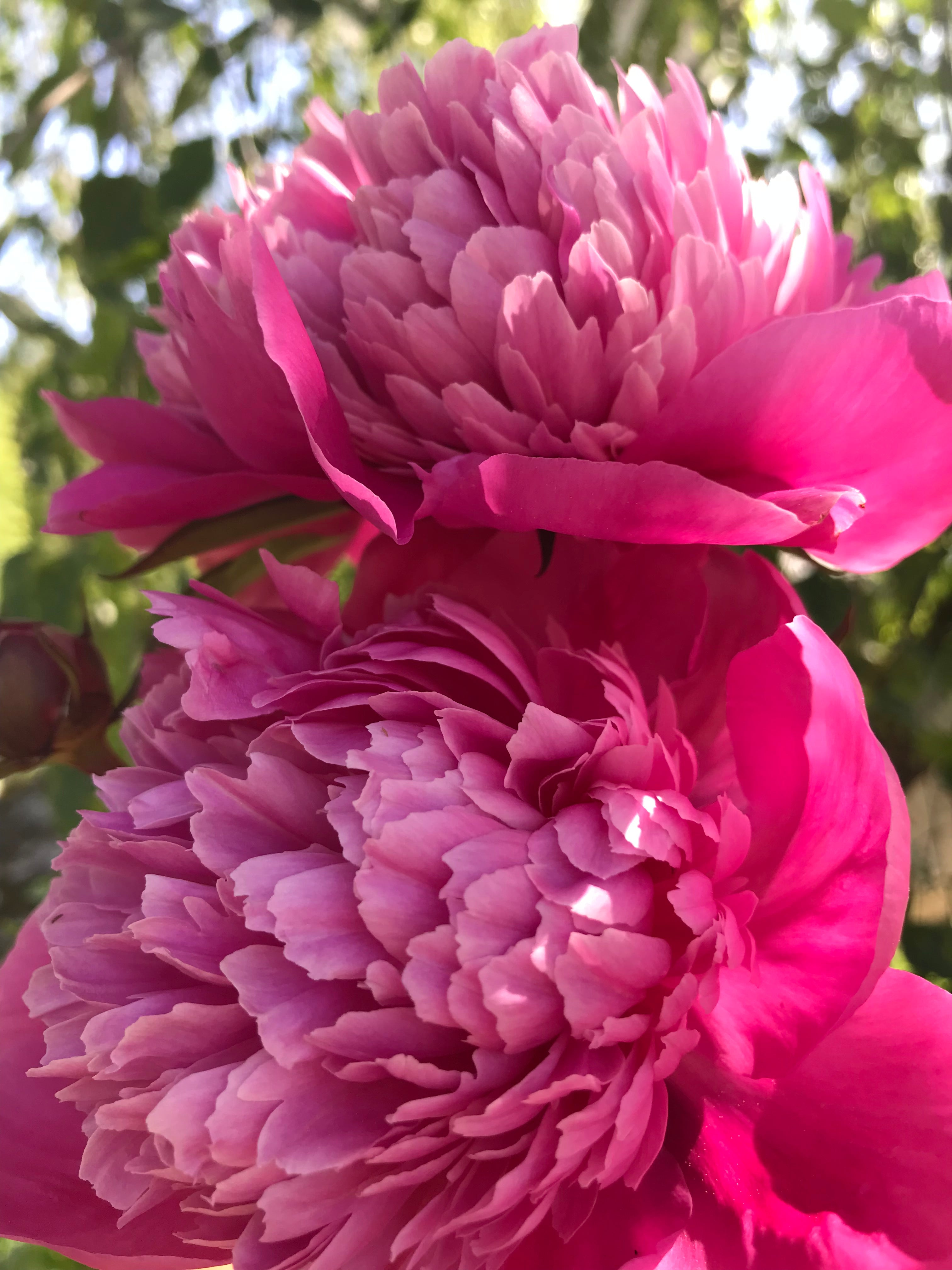 Peony ‘Edulis Superba’ (Bare Root)
