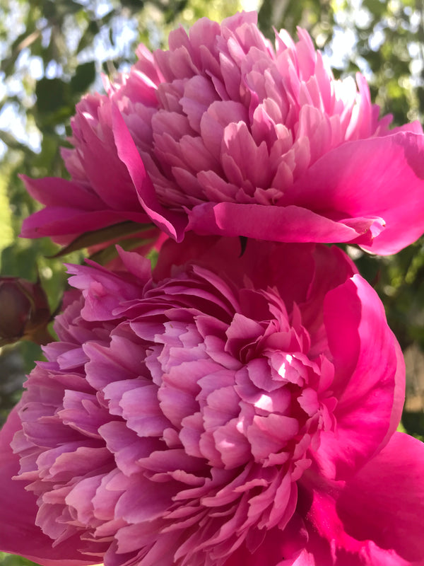 Peony 'Edulis Superba' - The Greenhouse