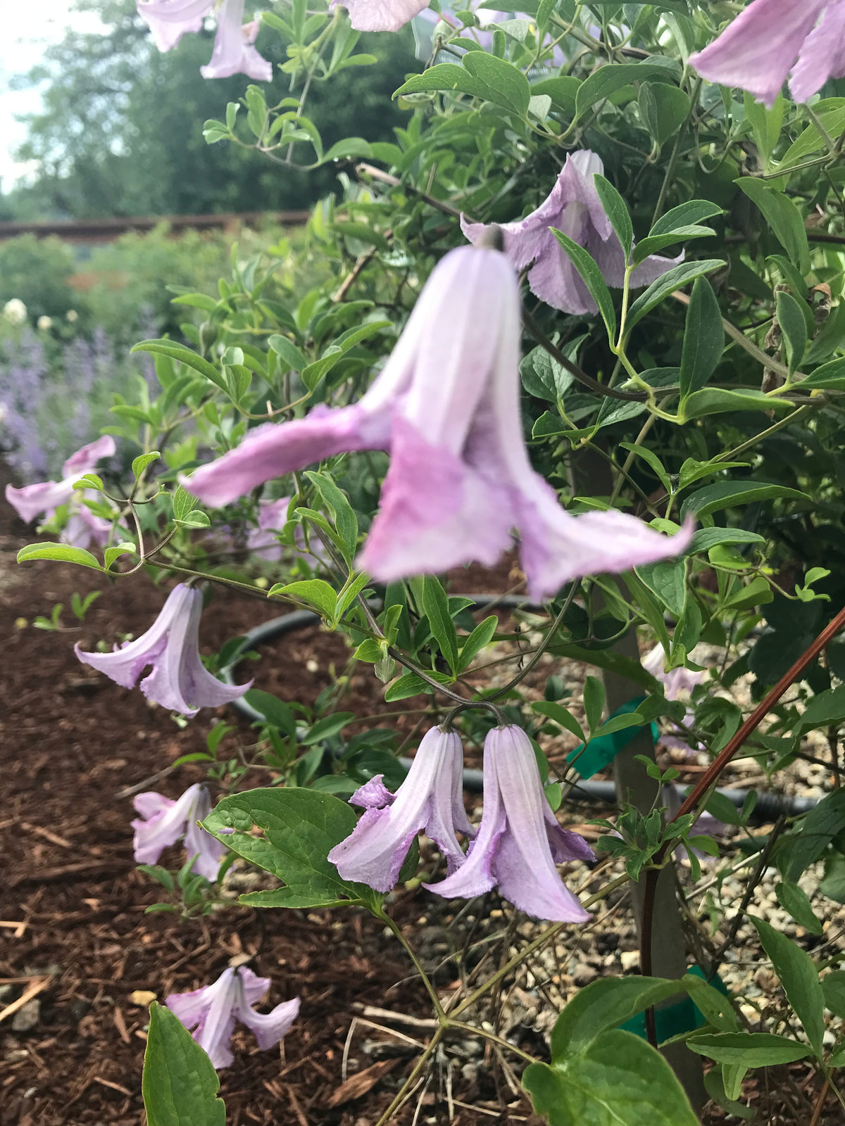 Clematis ‘Betty Corning’