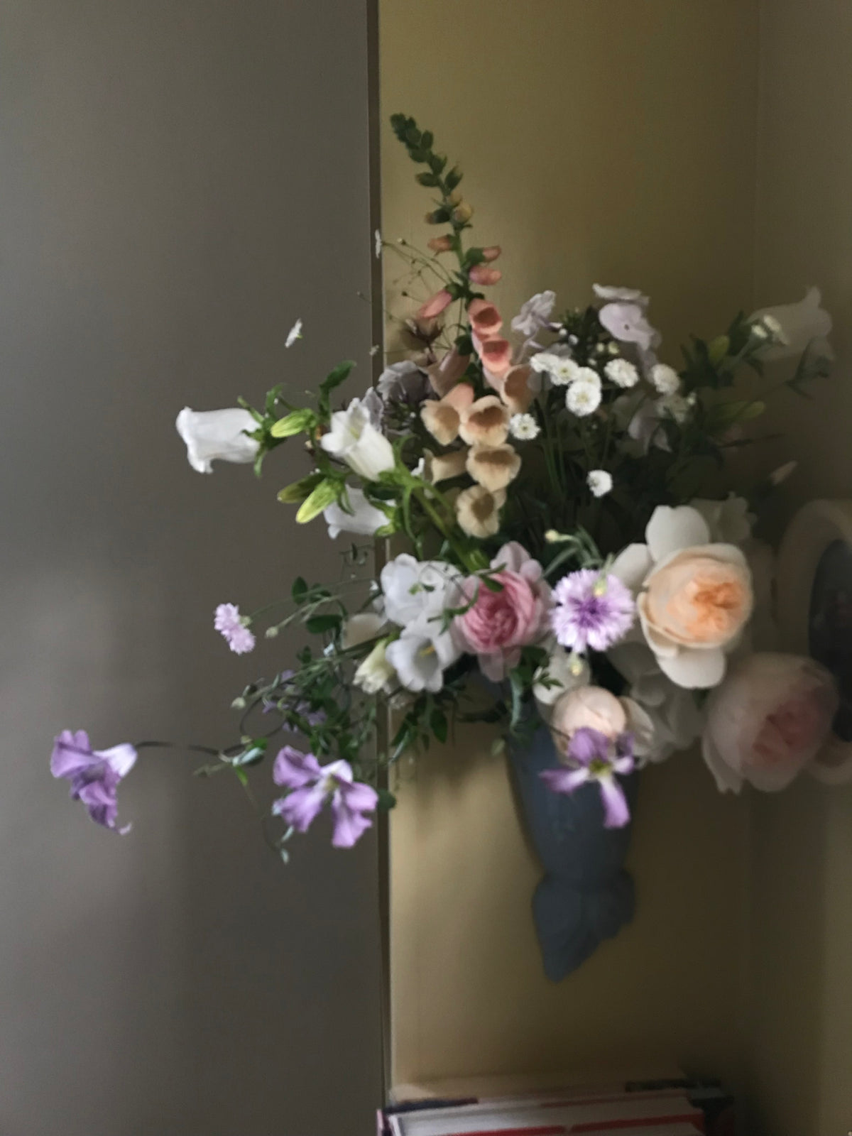 Clematis ‘Betty Corning’