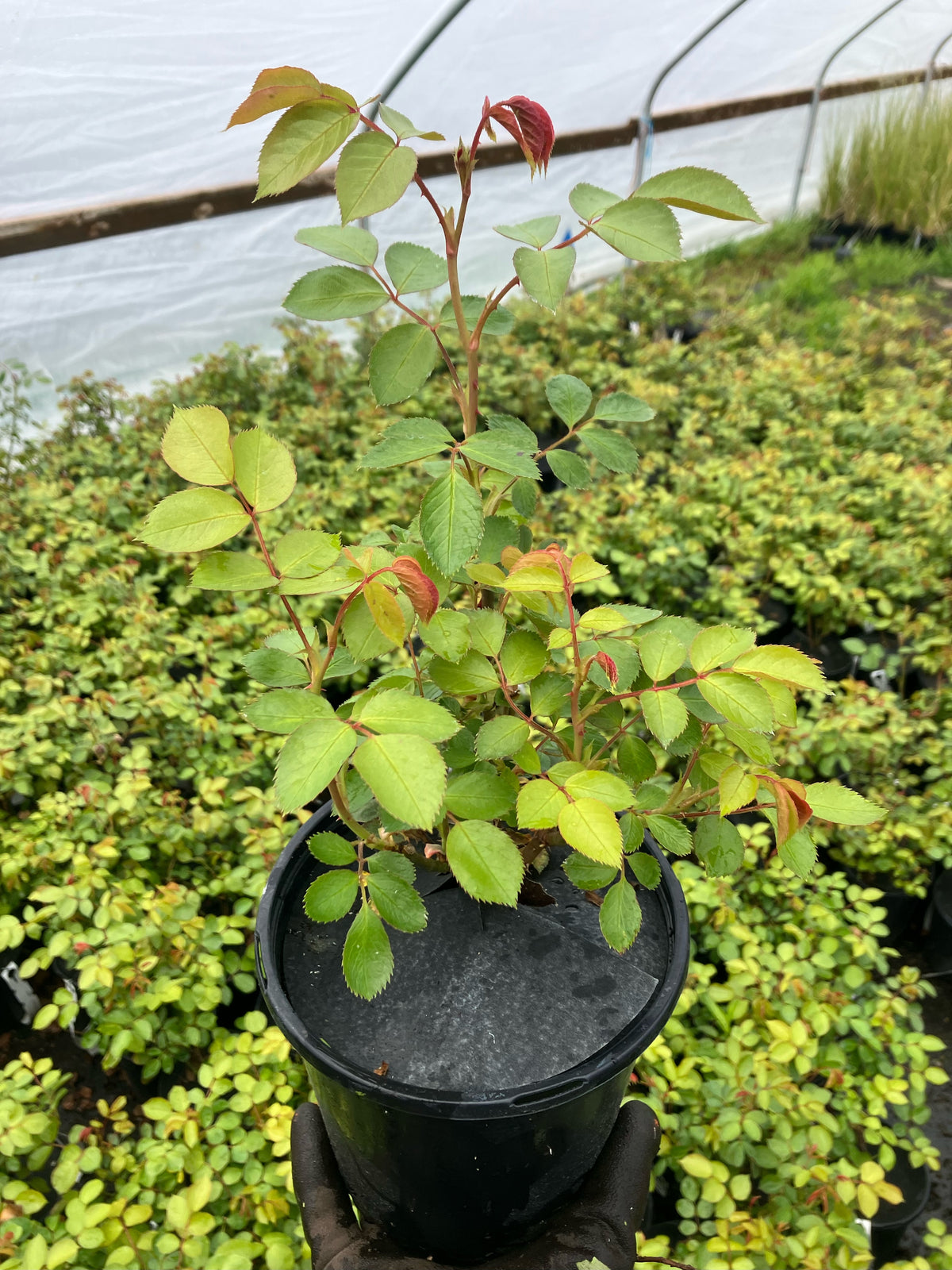 Earth Angel Parfuma® Rose