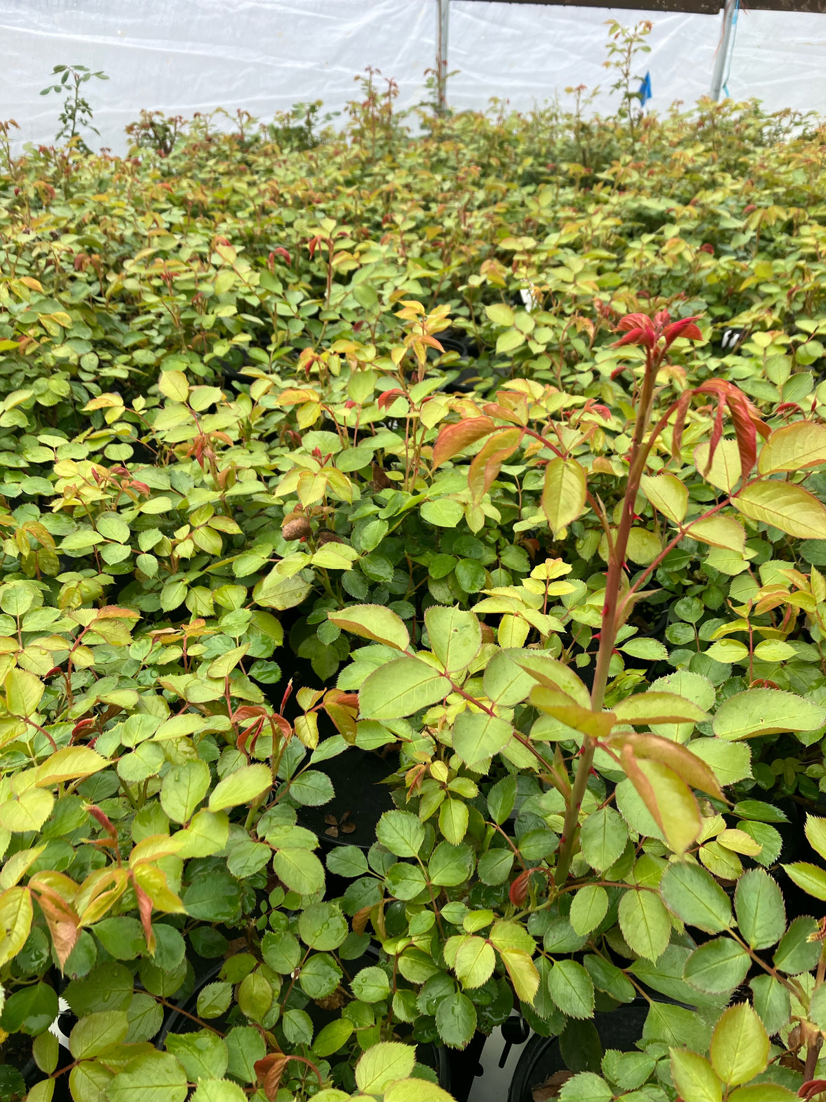 Earth Angel Parfuma® Rose