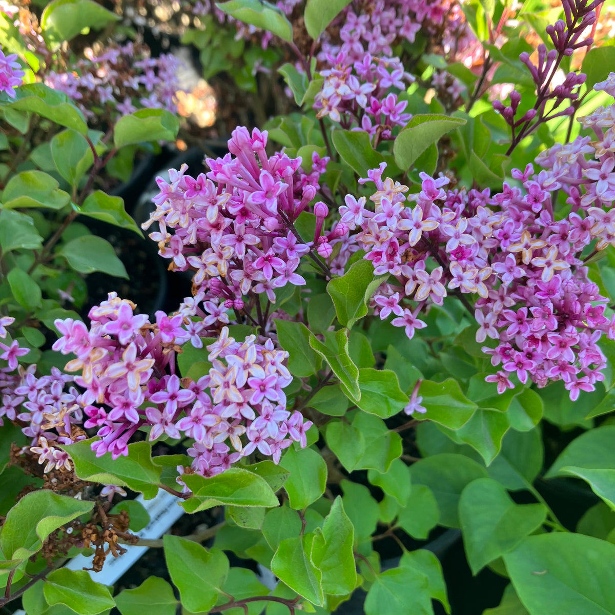 Flowerfesta® Pink Reblooming Lilac