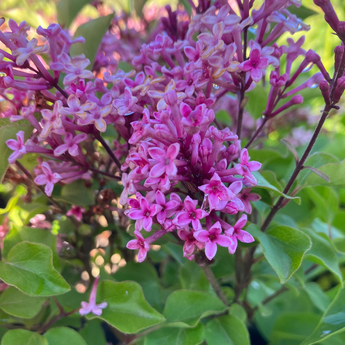 Flowerfesta® Pink Reblooming Lilac