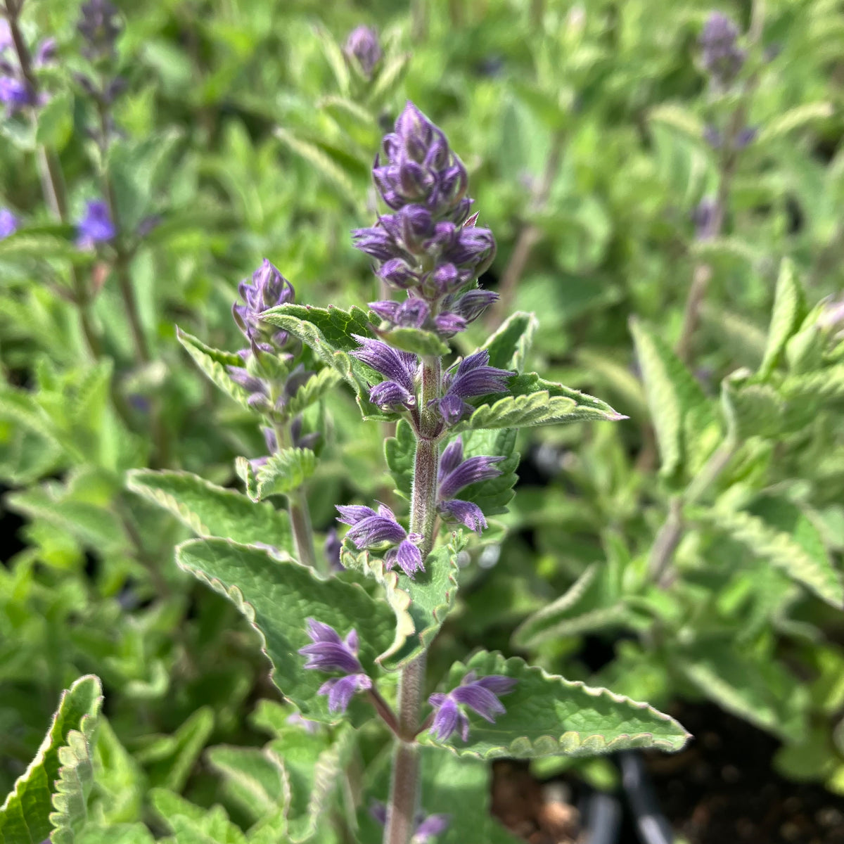 Whispurr™ Blue Catmint