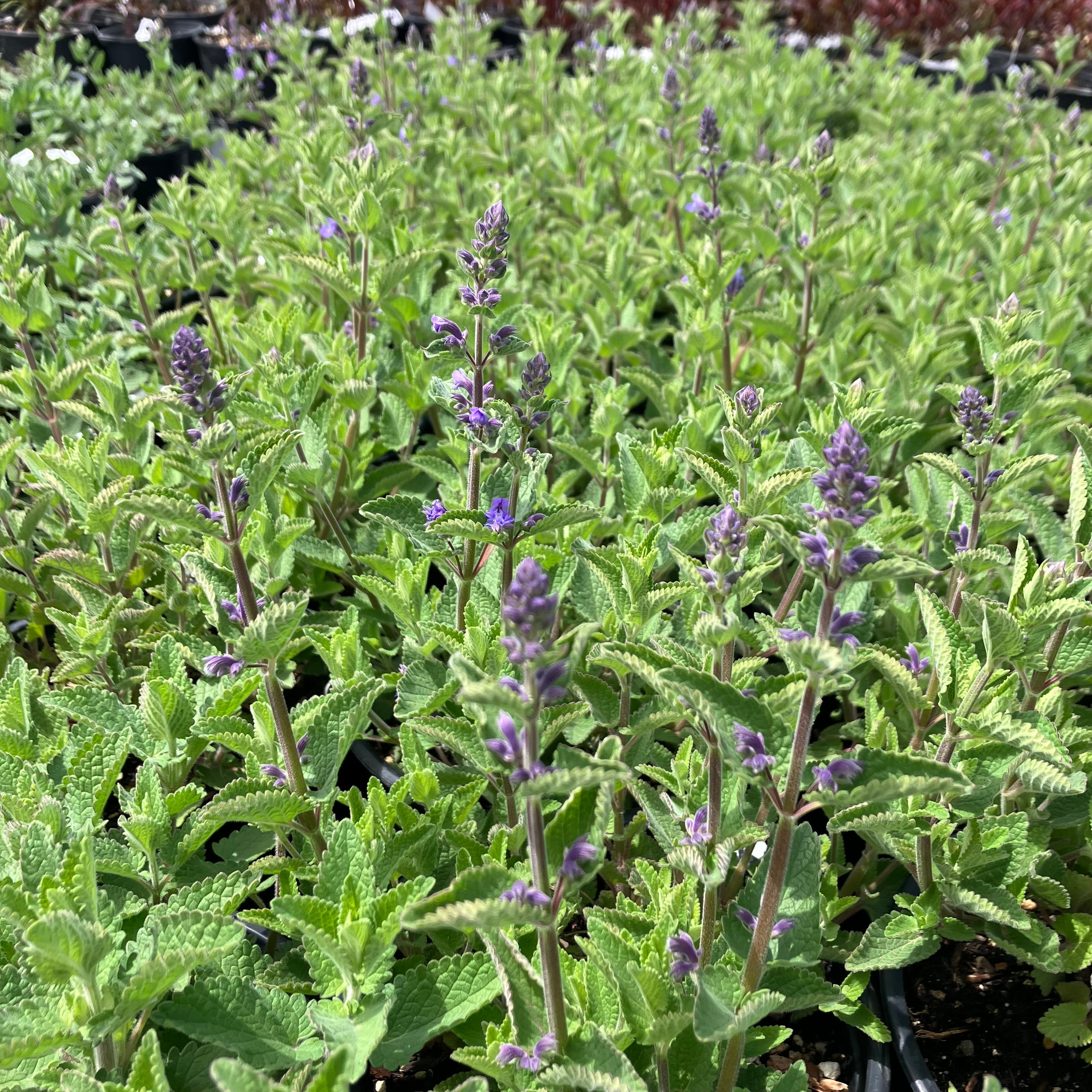 Whispurr™ Blue Catmint
