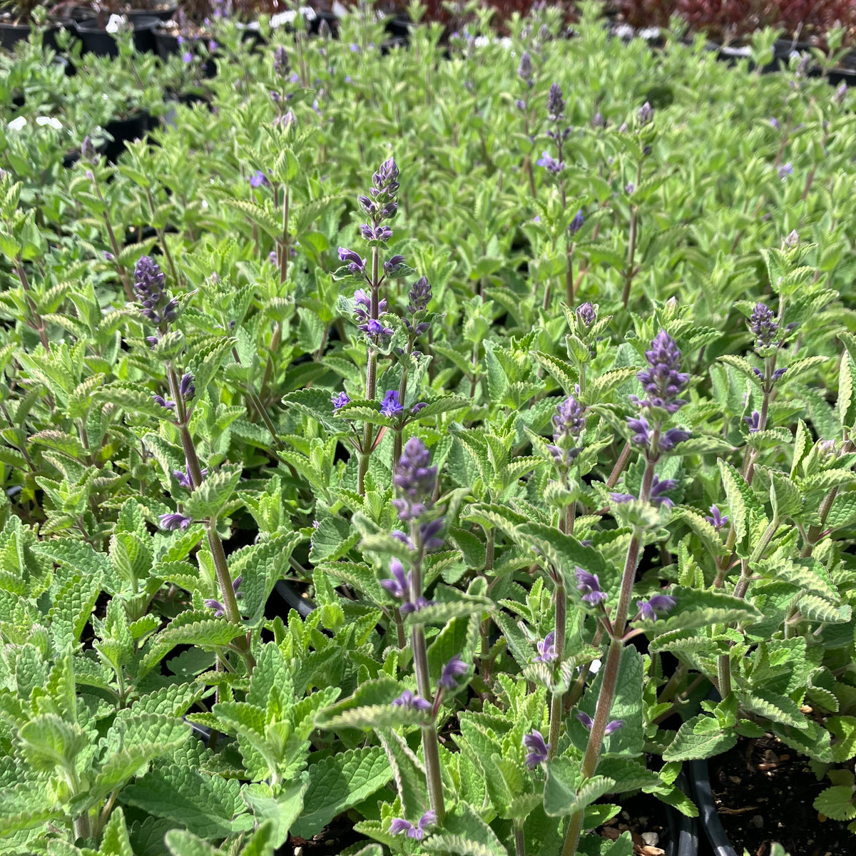 Whispurr™ Blue Catmint