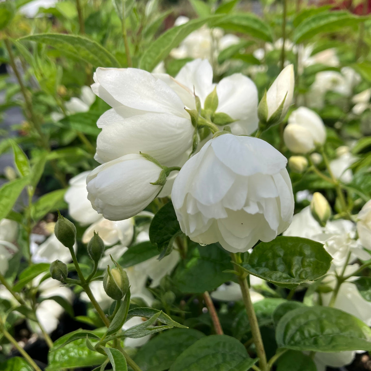 Pearls of Perfume™ Mock Orange