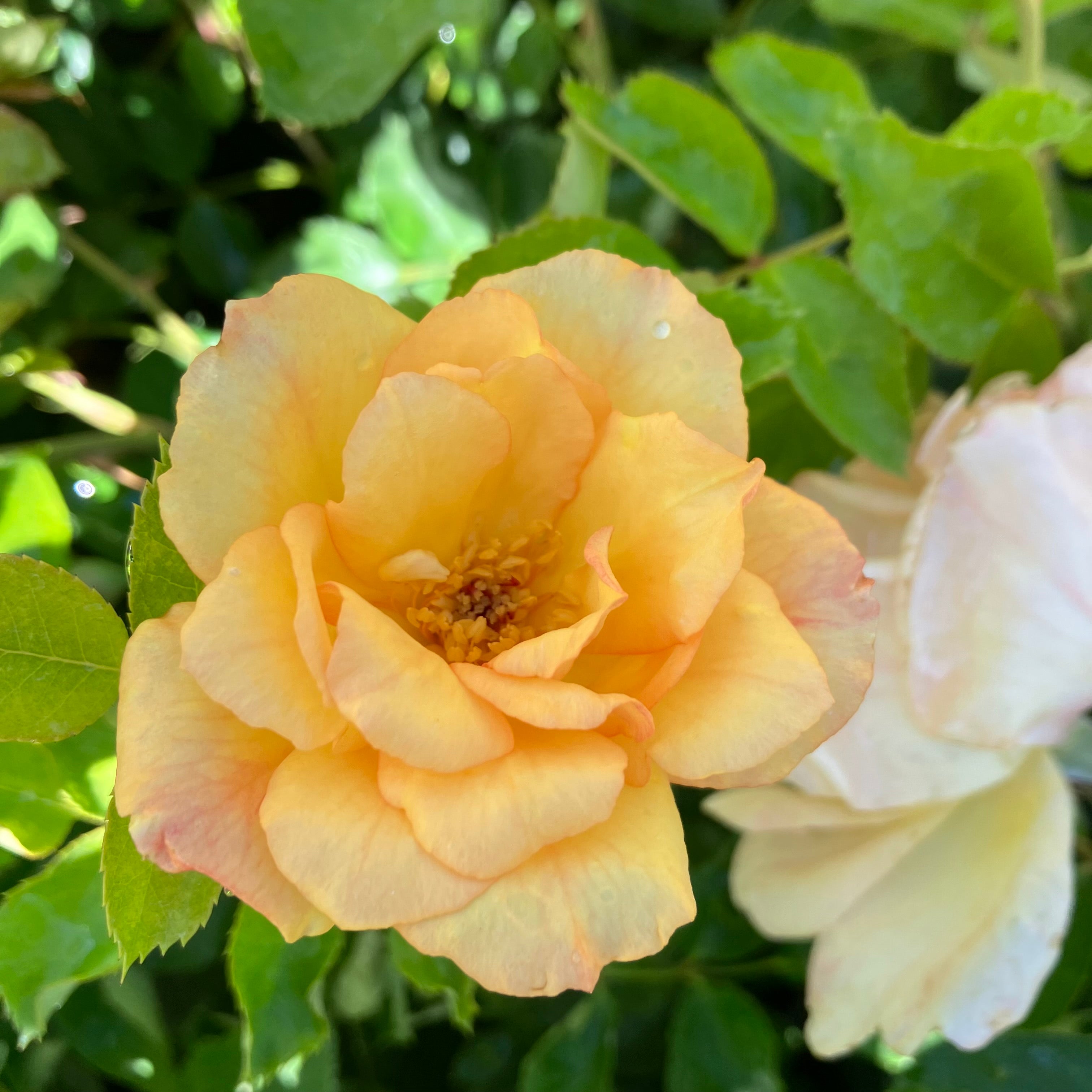 Garden Sun™ Climbing Rose