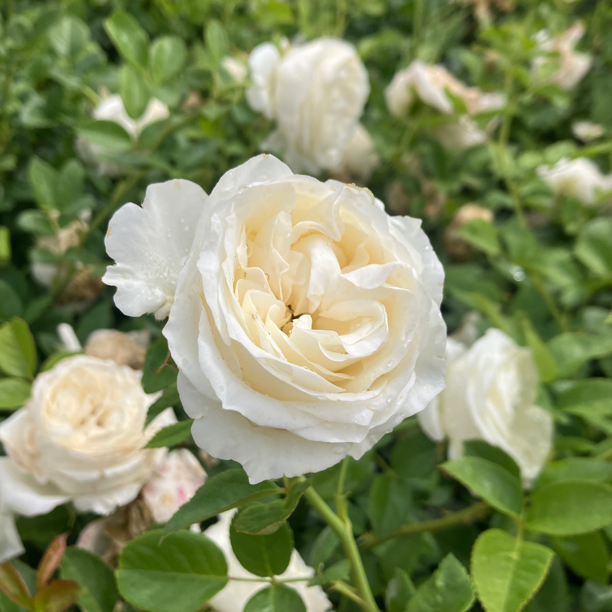 Top Cream™ Rose