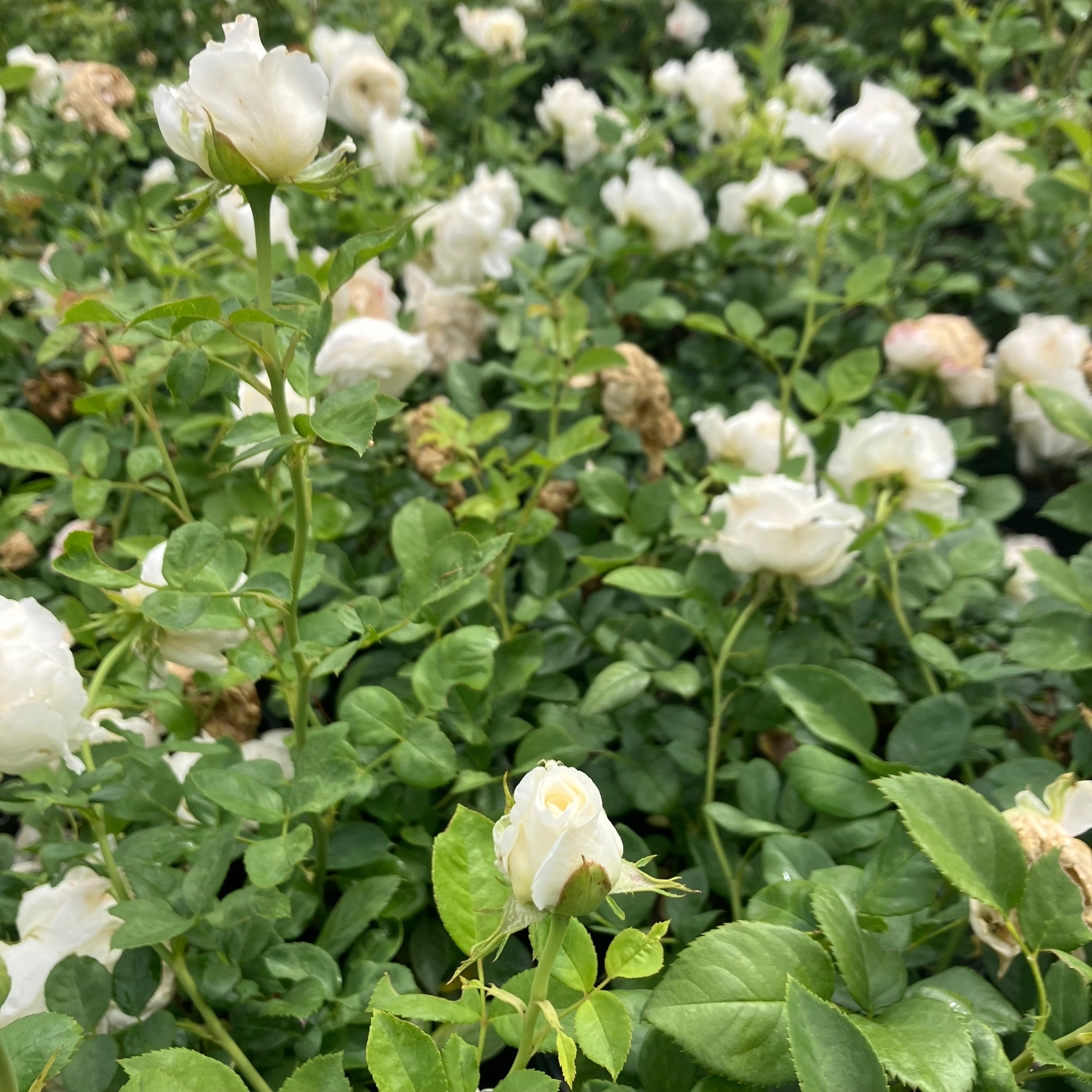Top Cream™ Rose