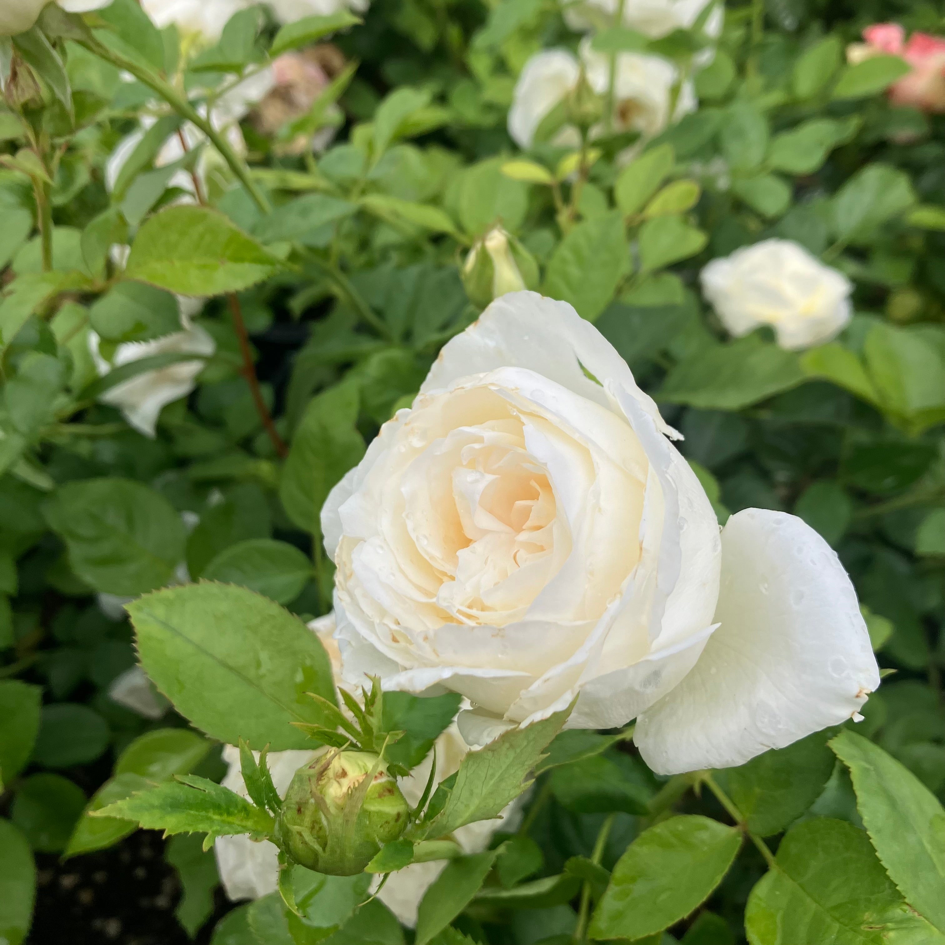 Top Cream™ Rose
