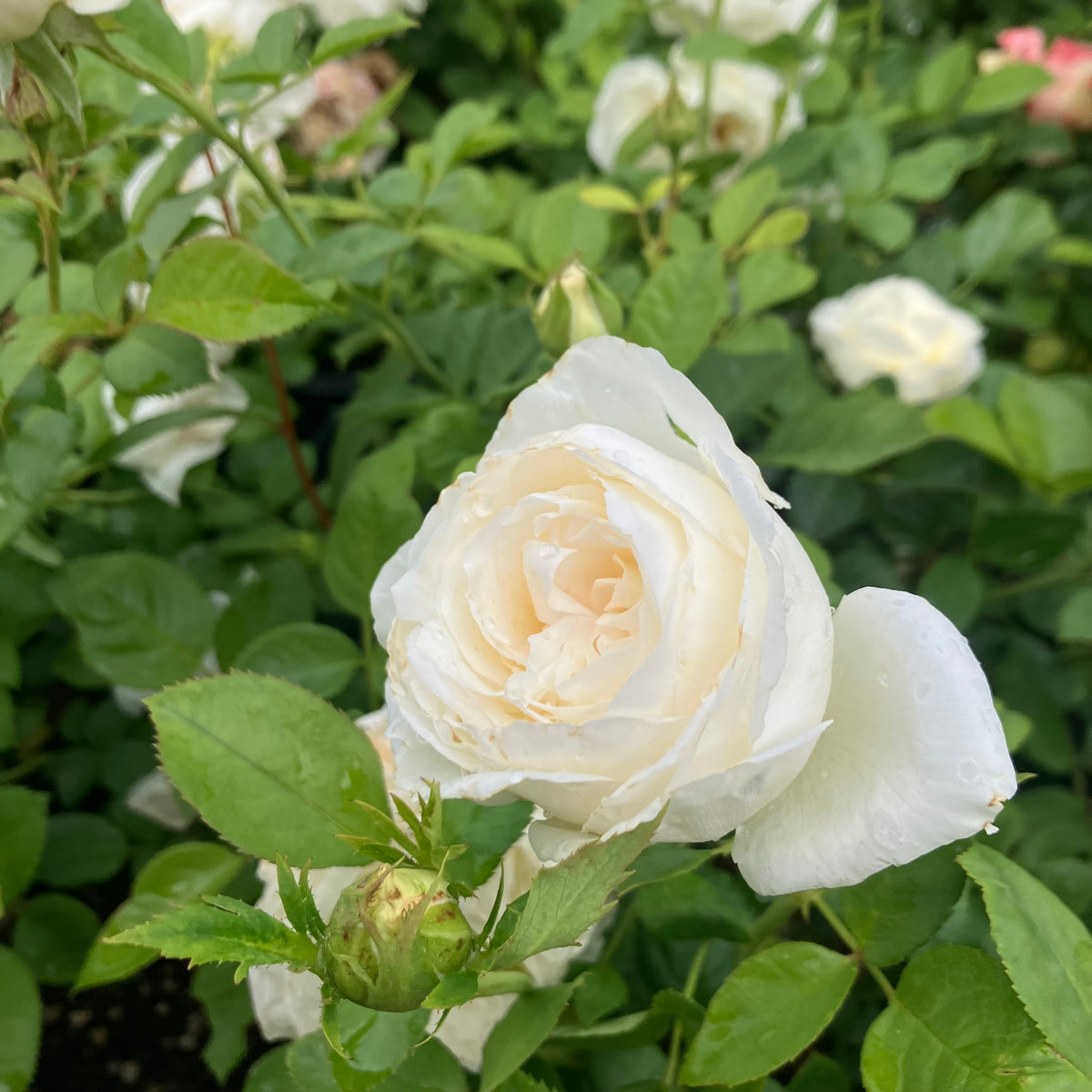 Top Cream™ Rose