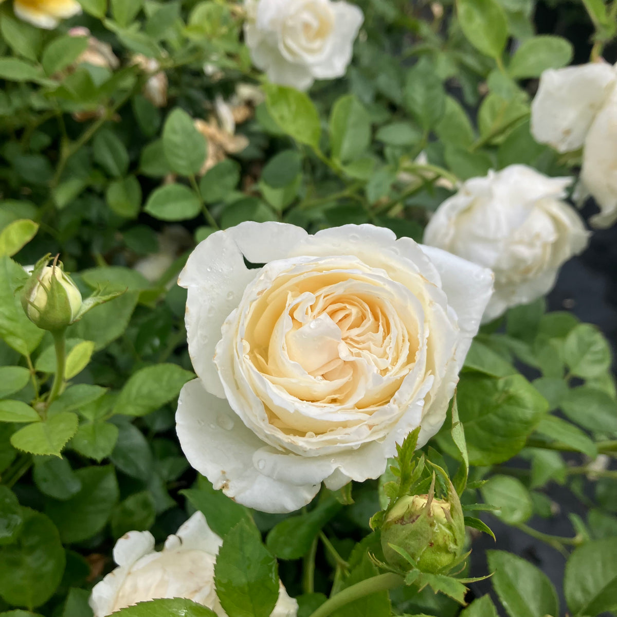 Top Cream™ Rose
