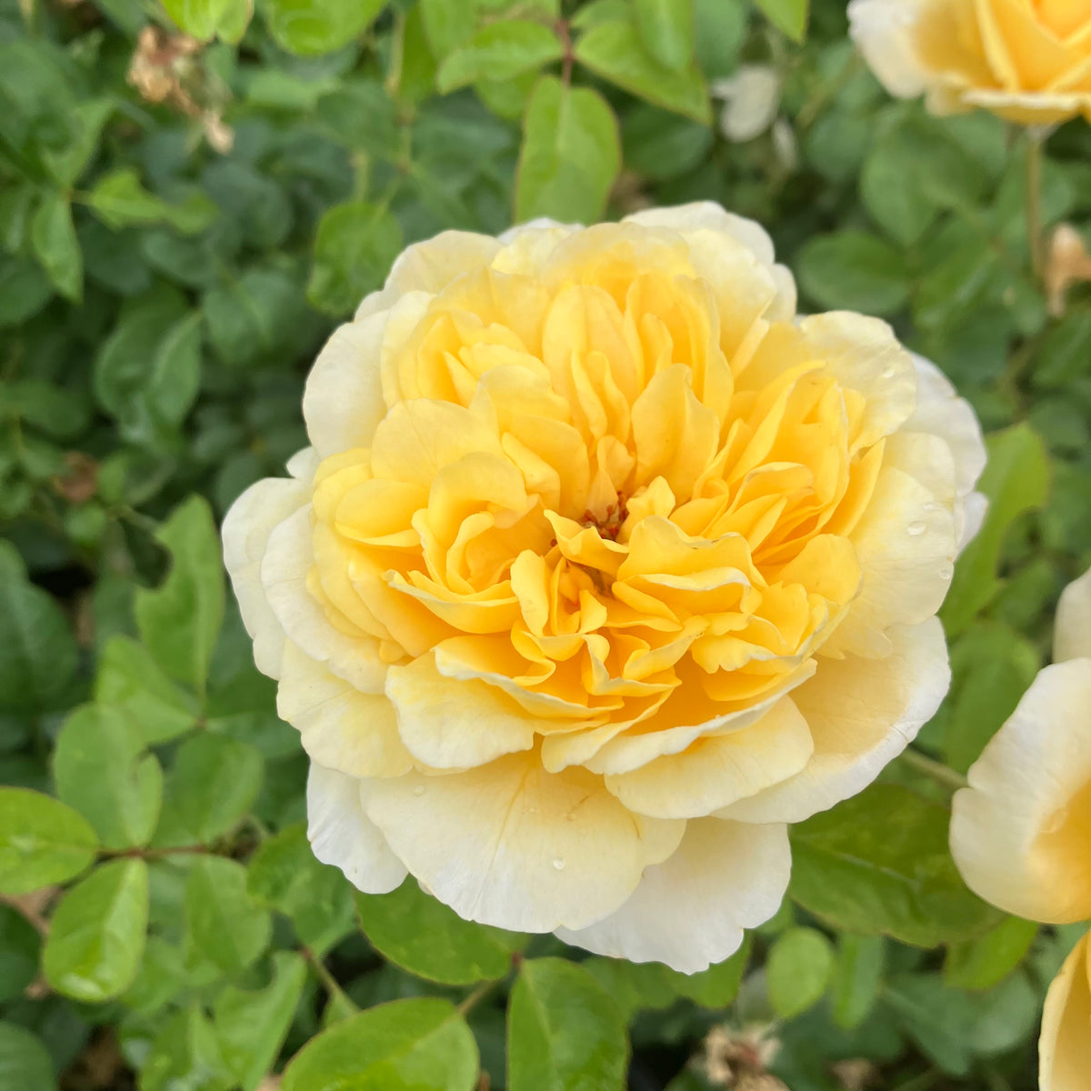 Moonlight Romantica® Rose