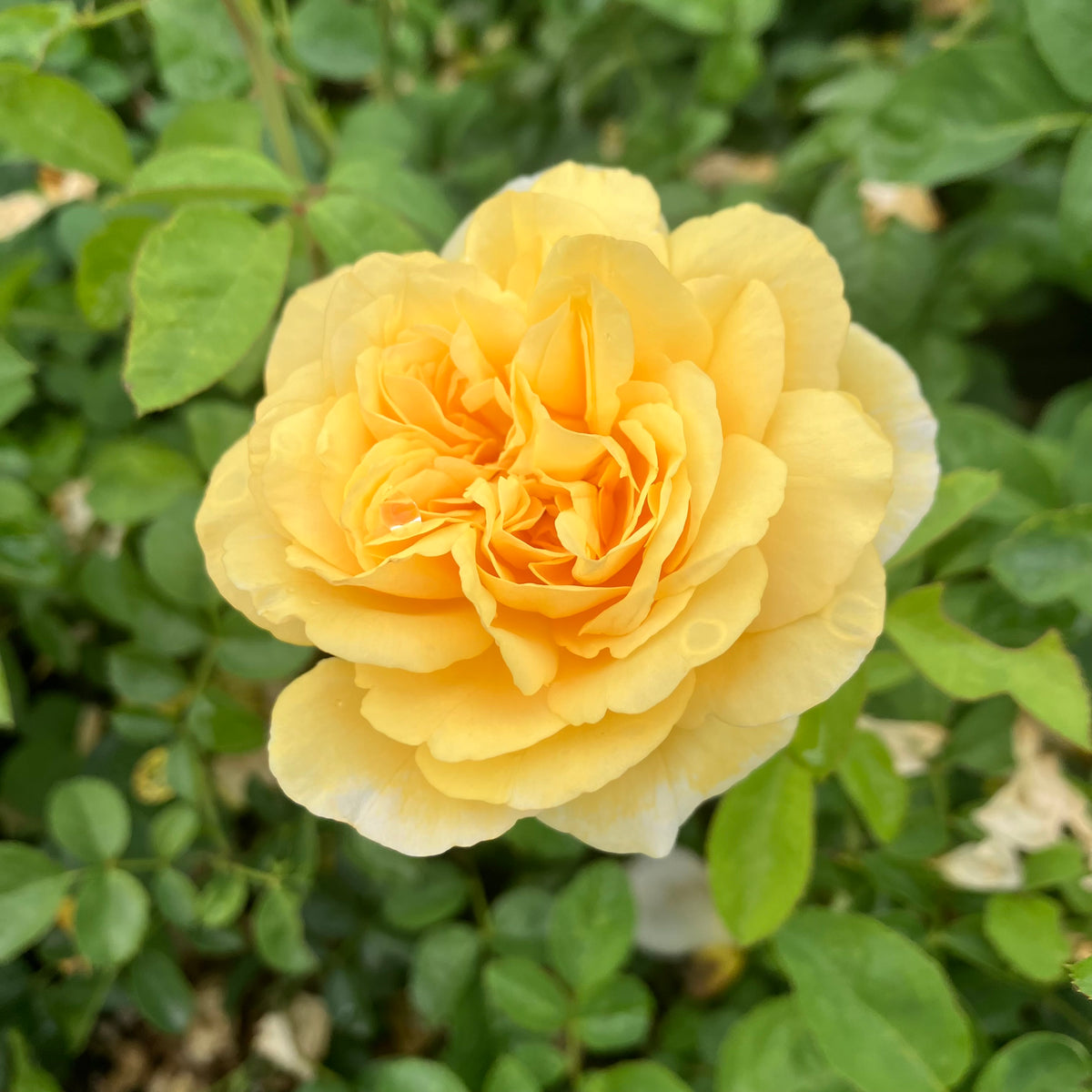 Moonlight Romantica® Rose