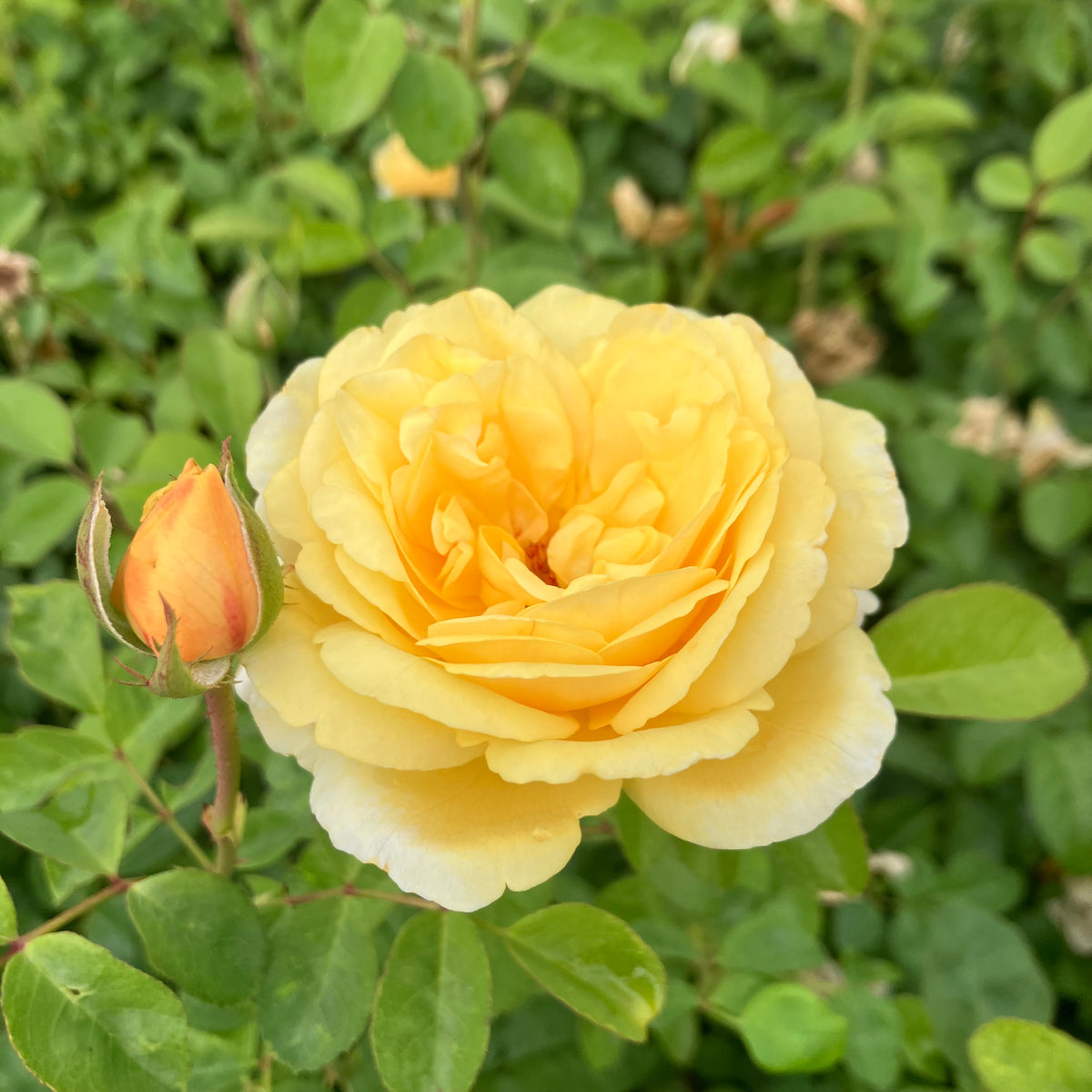 Moonlight Romantica® Rose