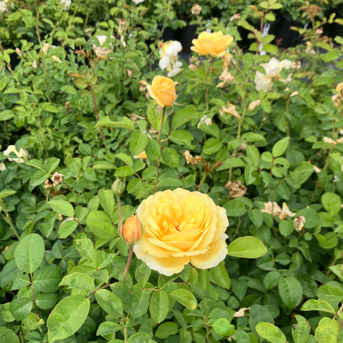 Moonlight Romantica® Rose